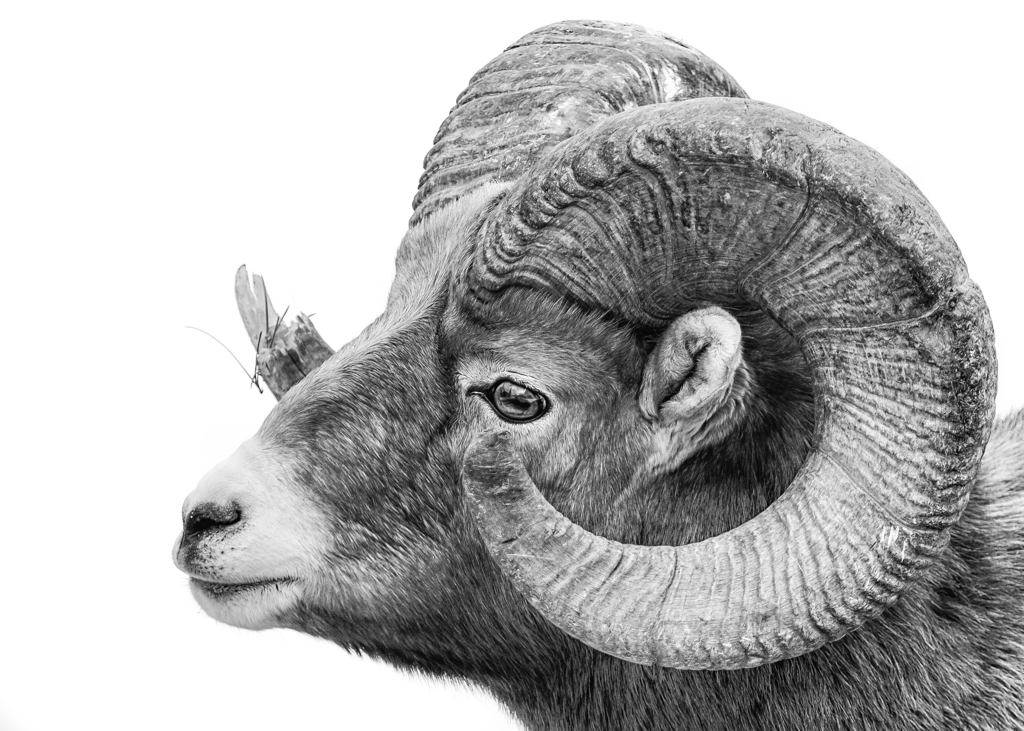 Canon EF 100-400mm F4.5-5.6L IS USM sample photo. Bighorn detail - monochrome photography