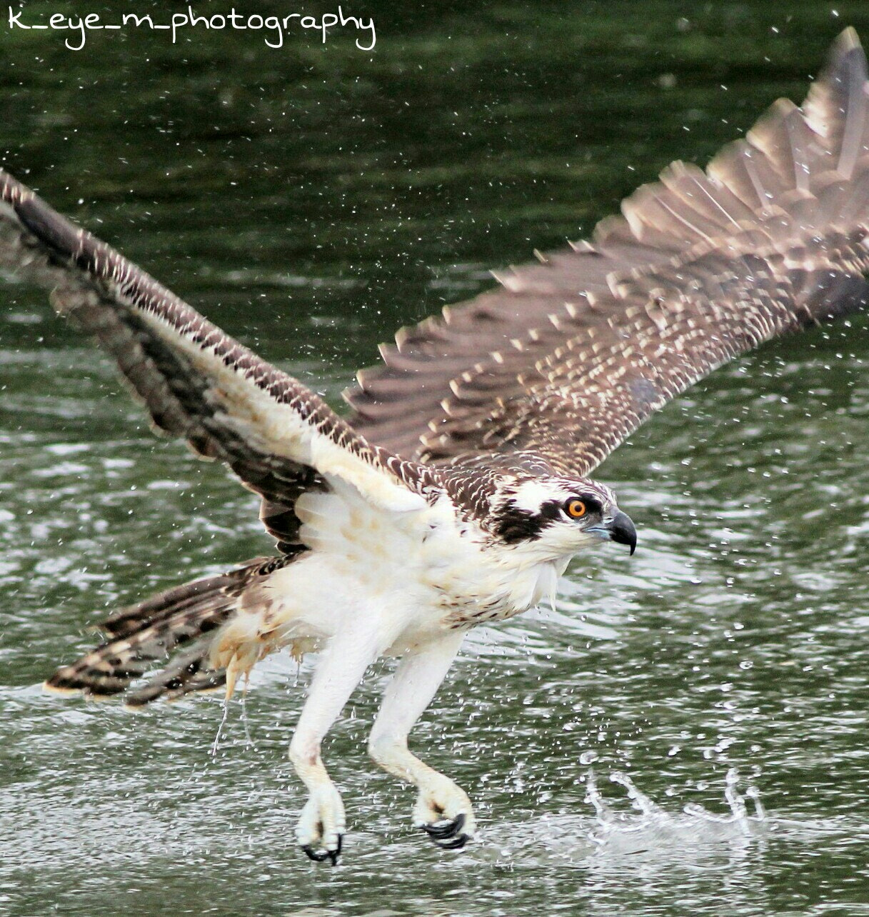 Canon EOS 1200D (EOS Rebel T5 / EOS Kiss X70 / EOS Hi) + Canon EF 400mm F5.6L USM sample photo. Juvenile female osprey attempting to catch a fish  photography
