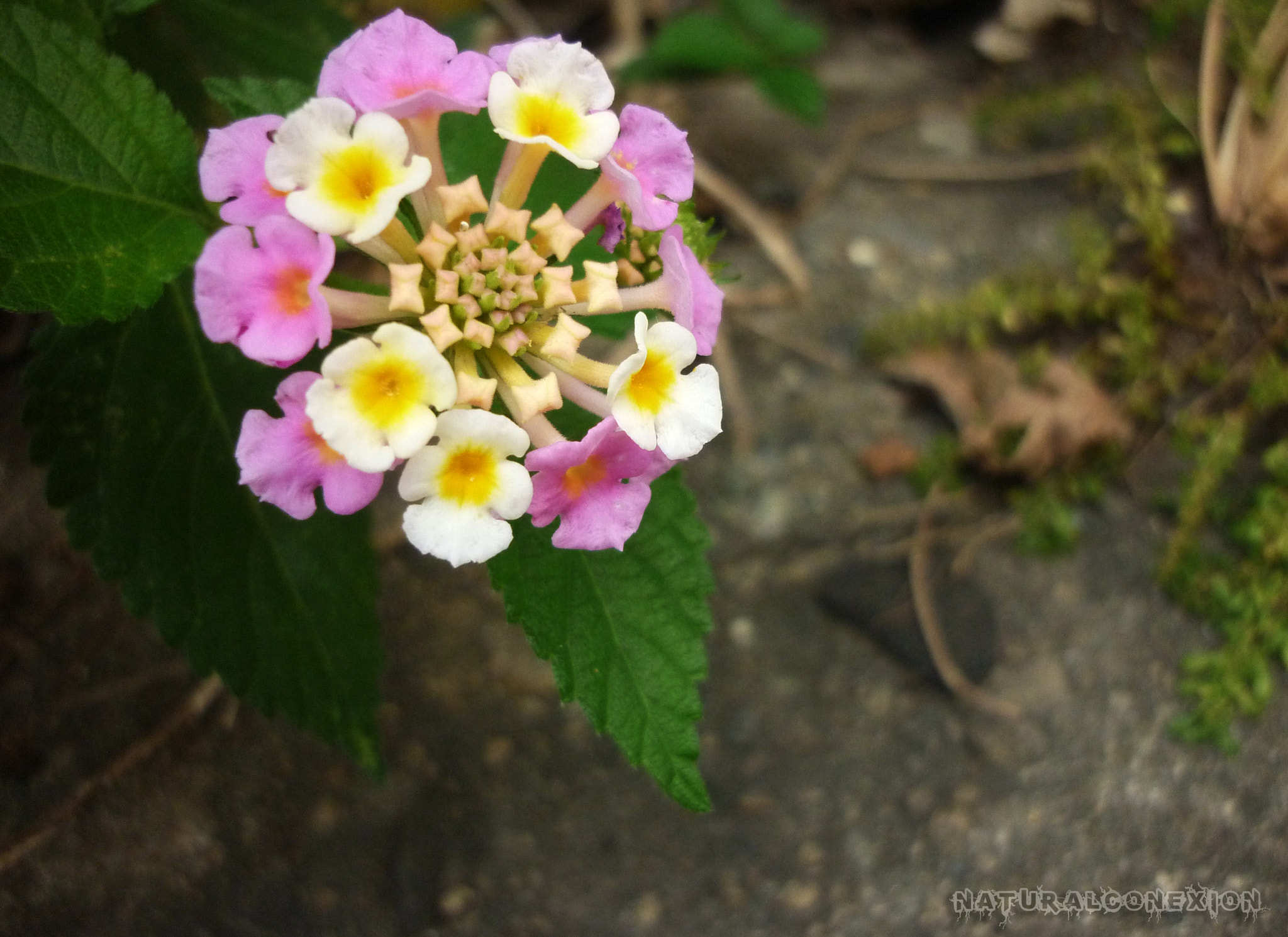 Panasonic DMC-FS7 sample photo. Flor flor de colores naturalconexion union de luz photography