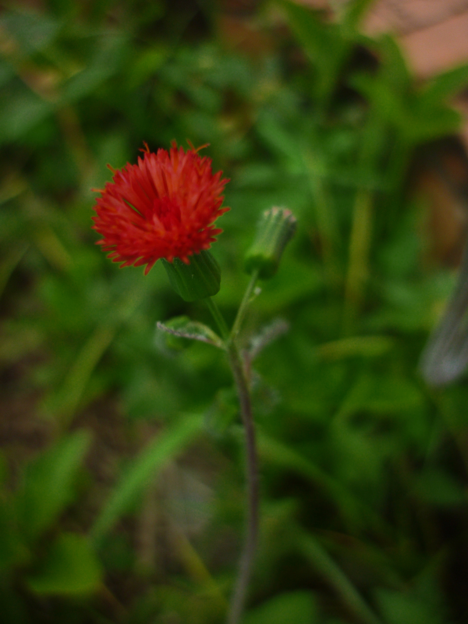 Panasonic DMC-FS7 sample photo. Flor rosa naturalconexion union de luz photography