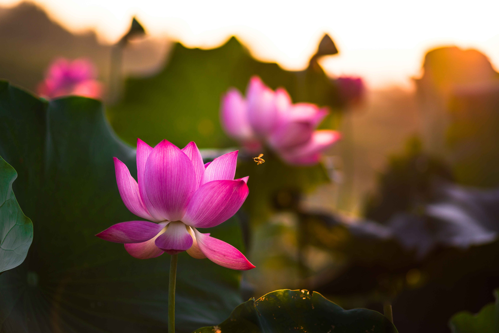 Canon EF 85mm F1.8 USM sample photo