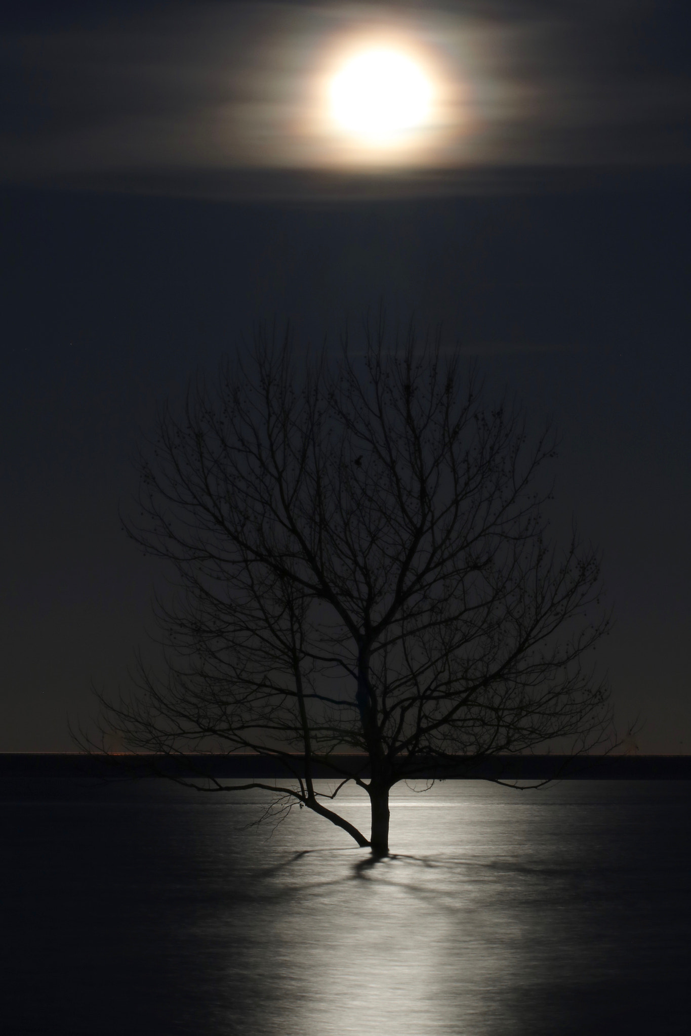 Canon EOS 760D (EOS Rebel T6s / EOS 8000D) sample photo. Flooded tree at grapevine lake, texas. photography