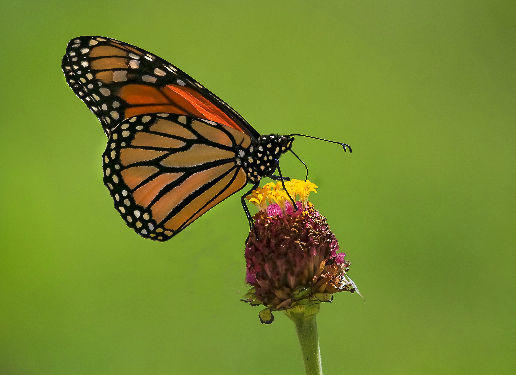 Canon EF 100-400mm F4.5-5.6L IS USM sample photo. Landing photography