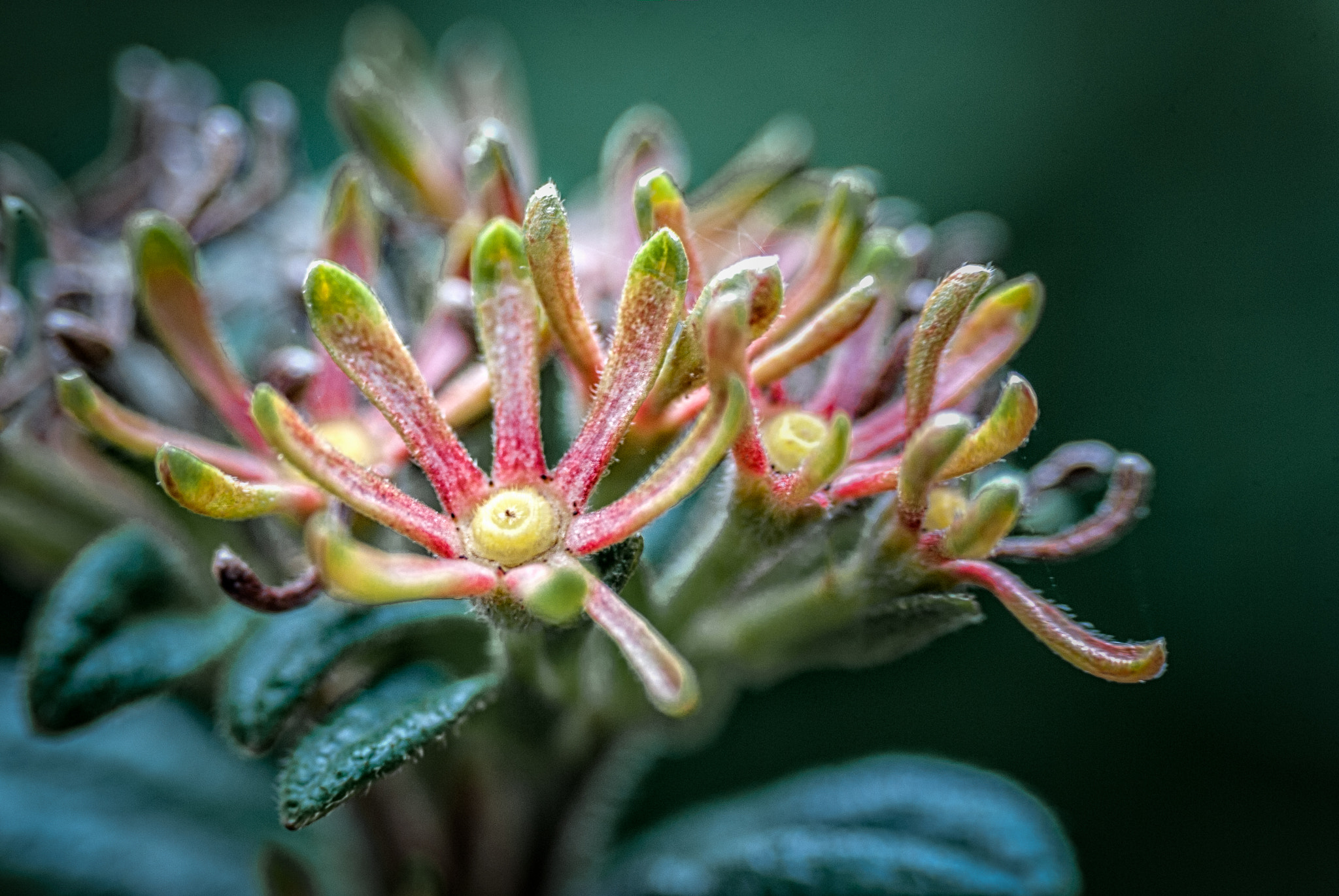 Nikon D40X sample photo. Flower & buds photography