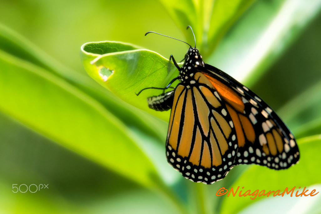 Nikon D810 + Nikon AF-S Nikkor 300mm F4D ED-IF sample photo. Monarch butterfly ovipositing photography