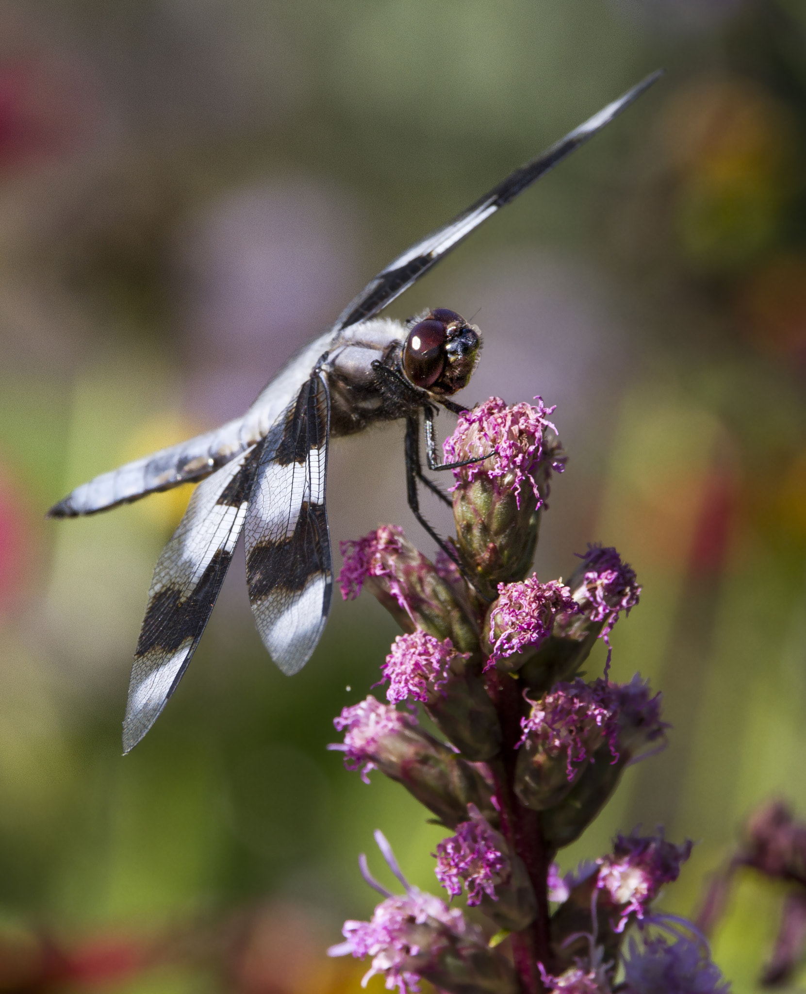 Sigma 150-600mm F5-6.3 DG OS HSM | C sample photo. Eight-spotted skimmer photography