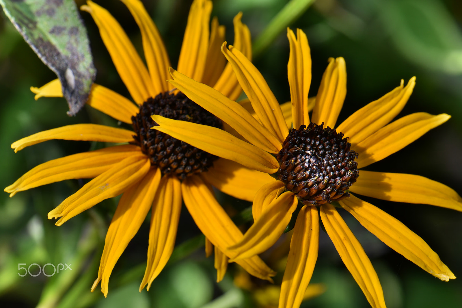 Nikon AF-S DX Micro-Nikkor 85mm F3.5G ED VR sample photo. Yellow flower.jpg photography