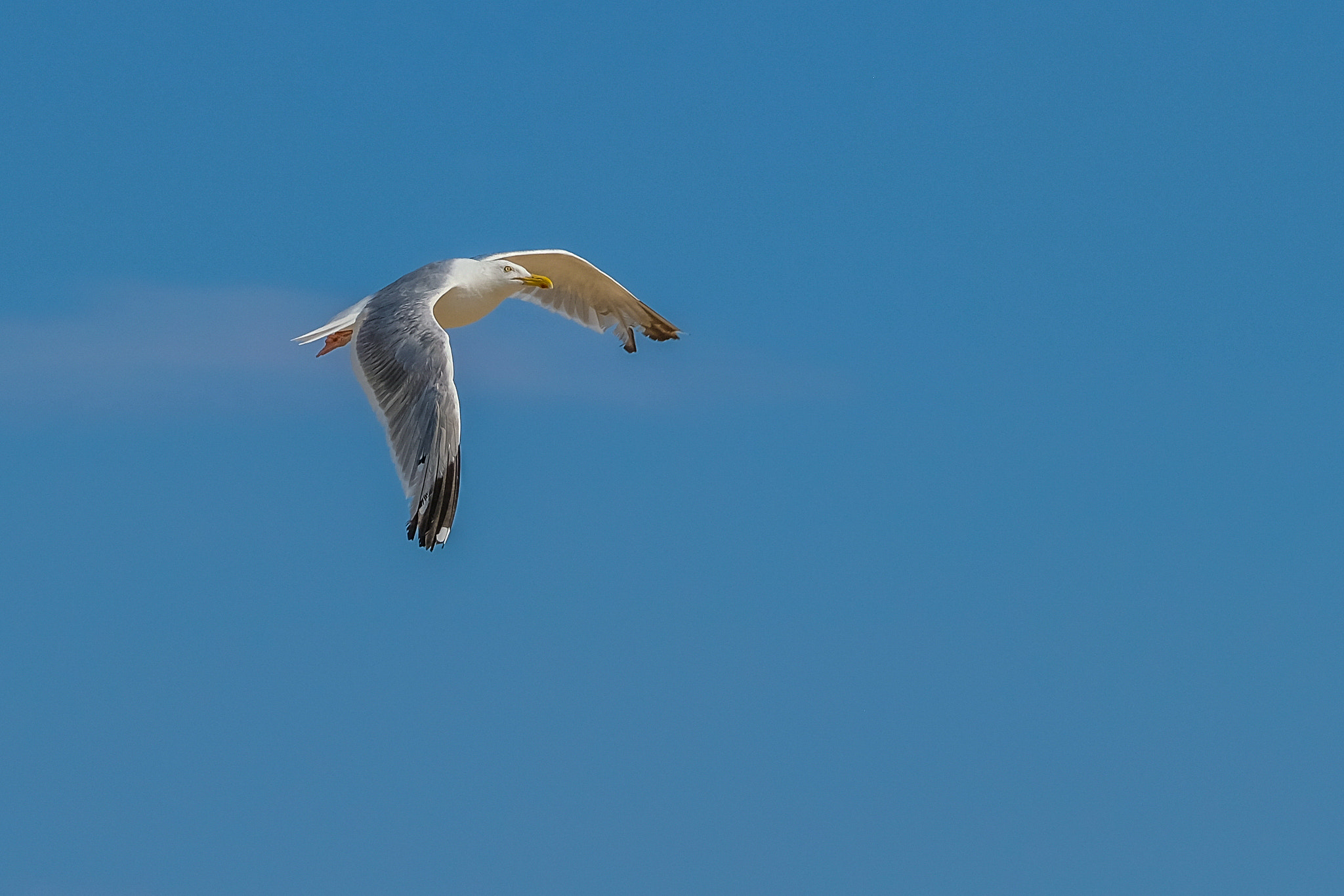 XF50-140mmF2.8 R LM OIS WR + 1.4x sample photo. Seagull solo flight photography