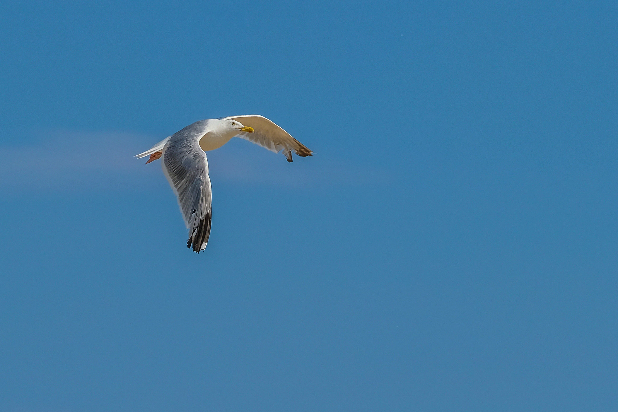 Fujifilm X-Pro2 + XF50-140mmF2.8 R LM OIS WR + 1.4x sample photo. Seagull solo flight photography