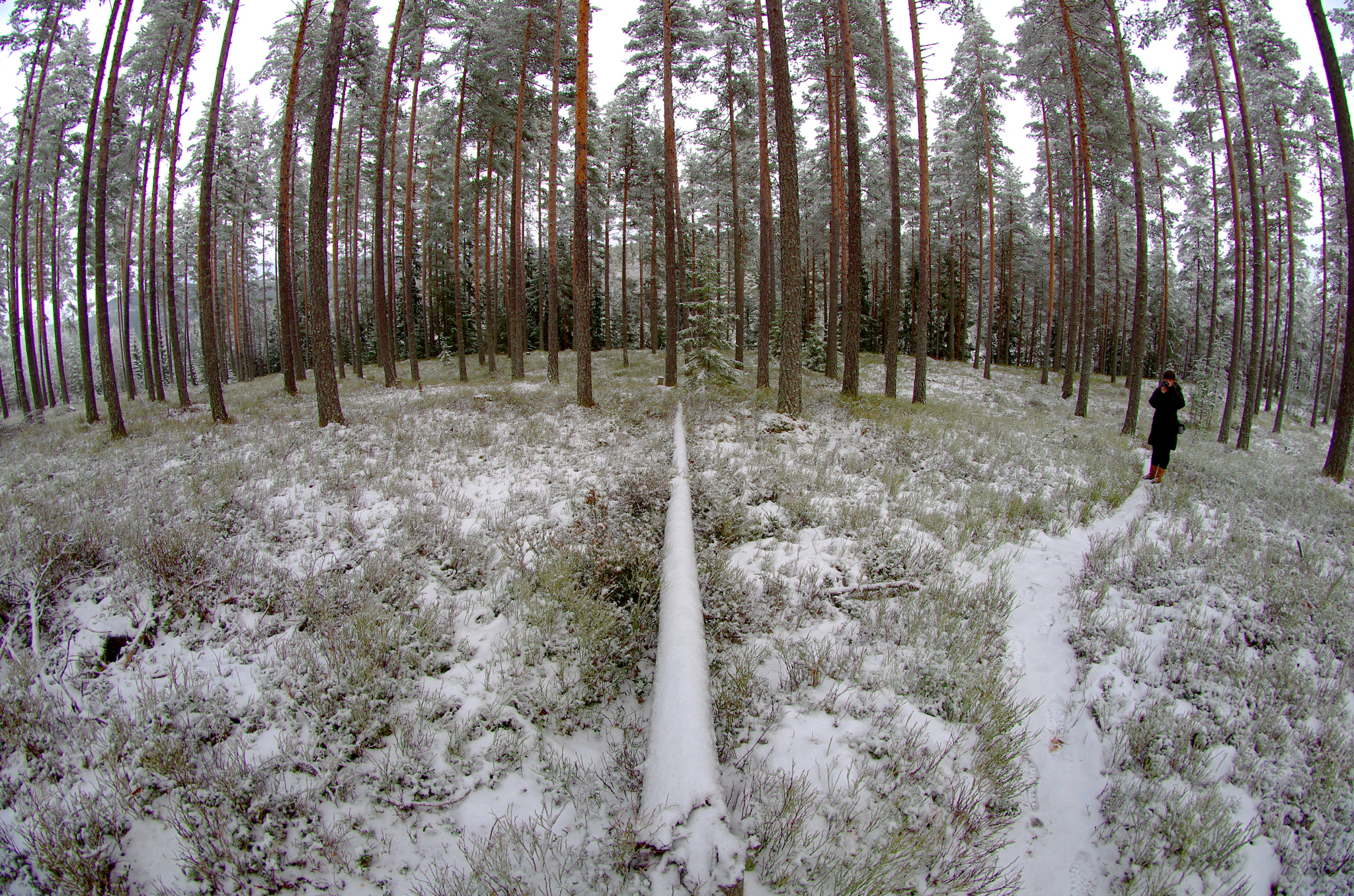 Pentax K-5 + A Series Lens sample photo. Norwegian woods photography