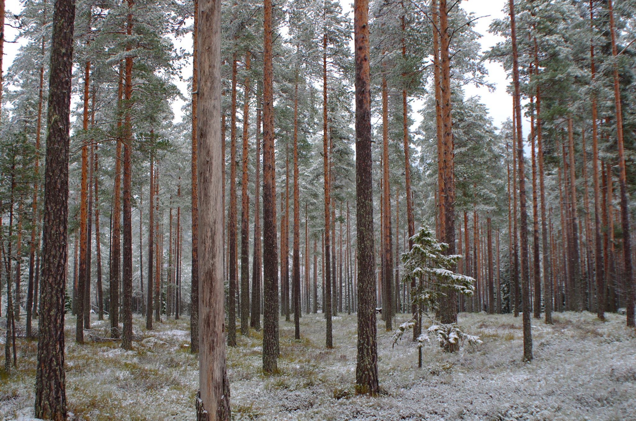 Pentax K-5 sample photo. Norwegian woods photography