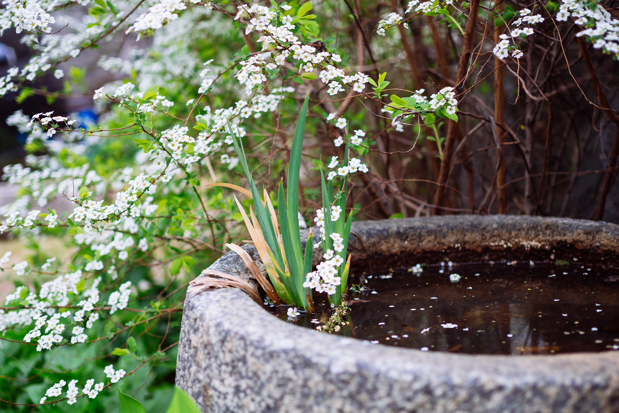 Olympus OM-D E-M10 + Olympus M.Zuiko Digital 25mm F1.8 sample photo. Grass from water photography