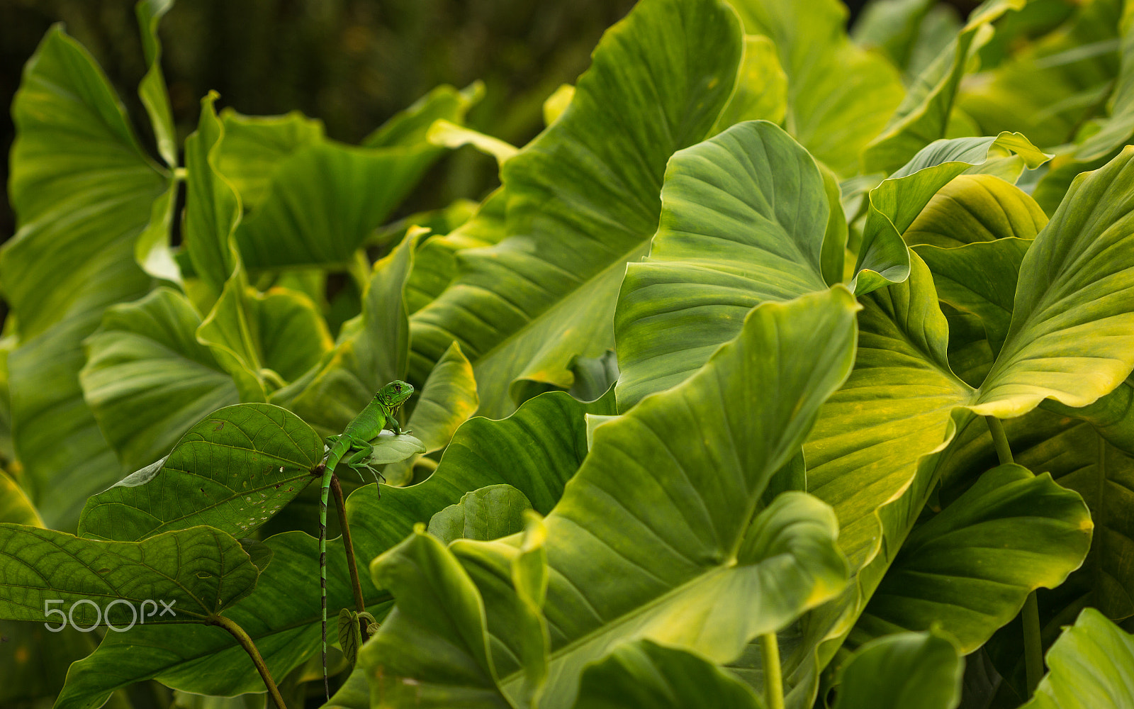 Canon EF 100mm F2.8 Macro USM sample photo. Can you see me? photography