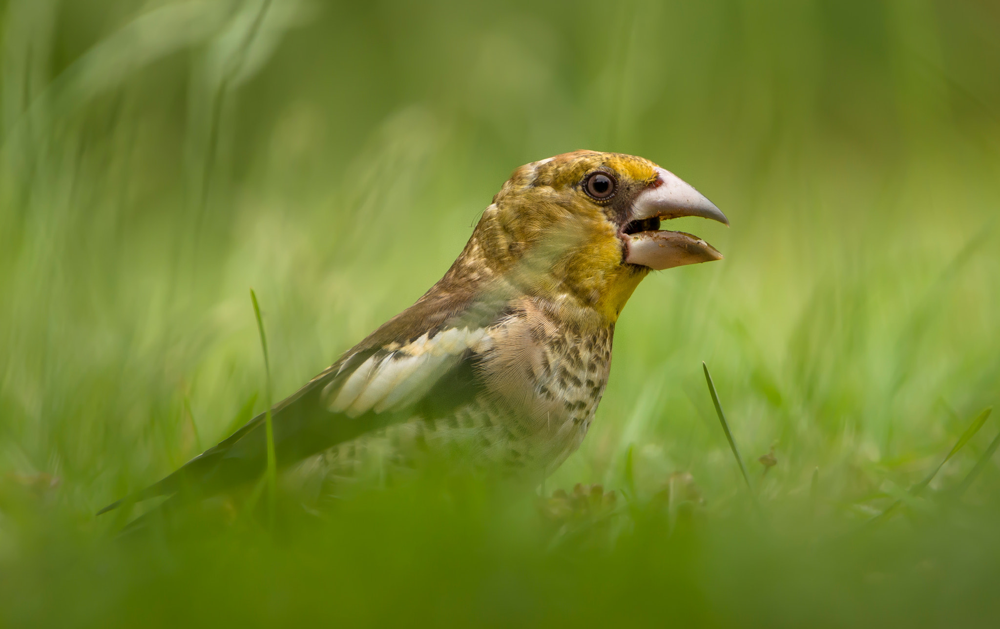 Nikon D5100 + Sigma 150-600mm F5-6.3 DG OS HSM | C sample photo. Young hawfinch photography