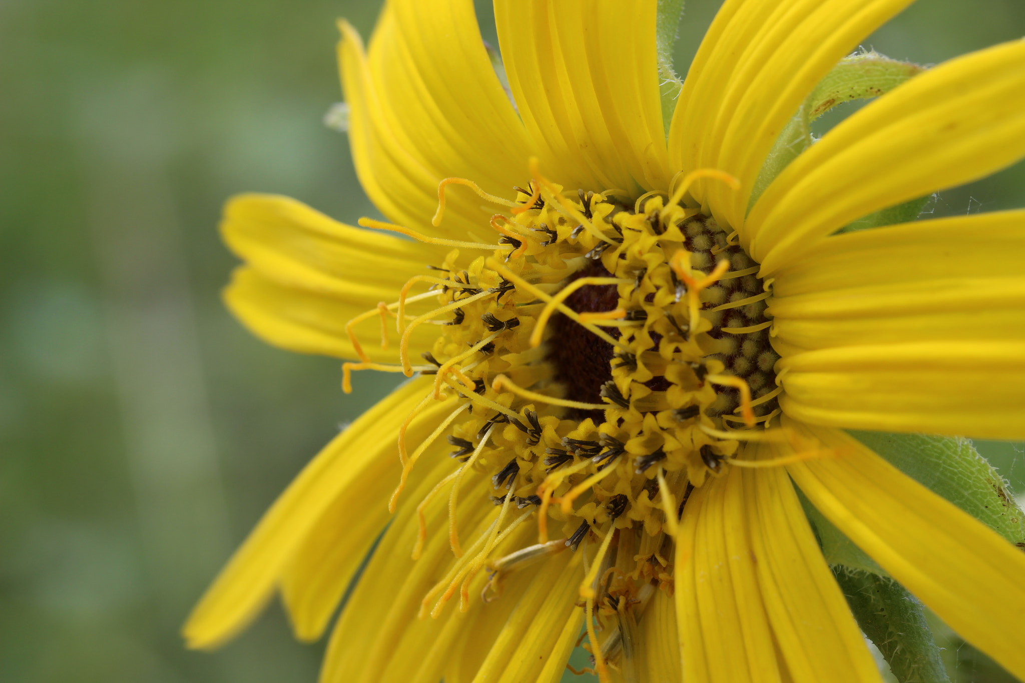 Canon EF-S 60mm F2.8 Macro USM sample photo. Wetland sunshine photography