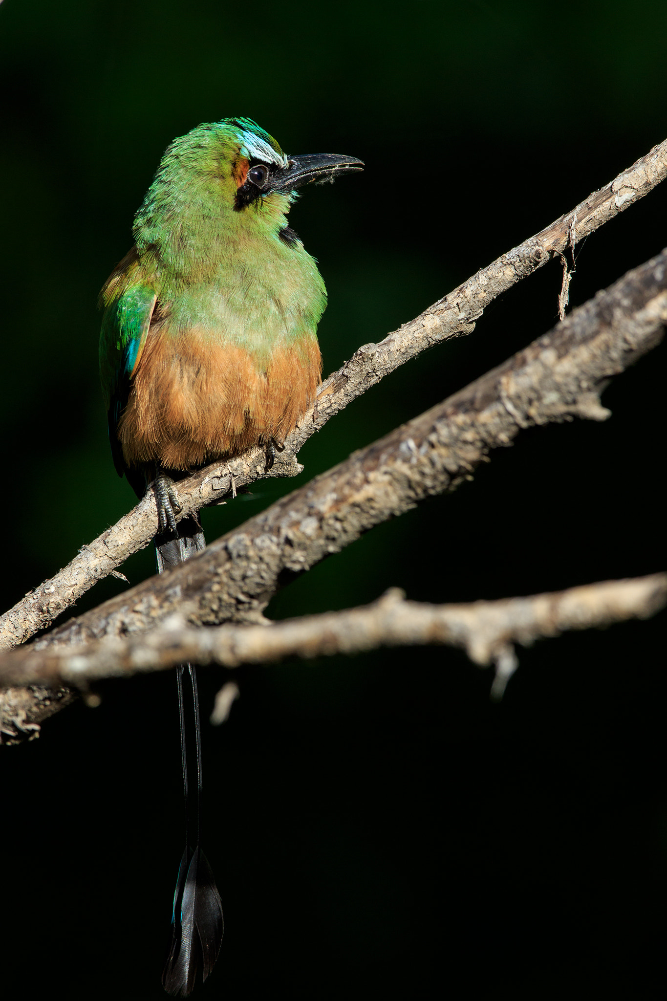 Canon EF 600mm f/4L IS sample photo. Eumomota superciliosa photography