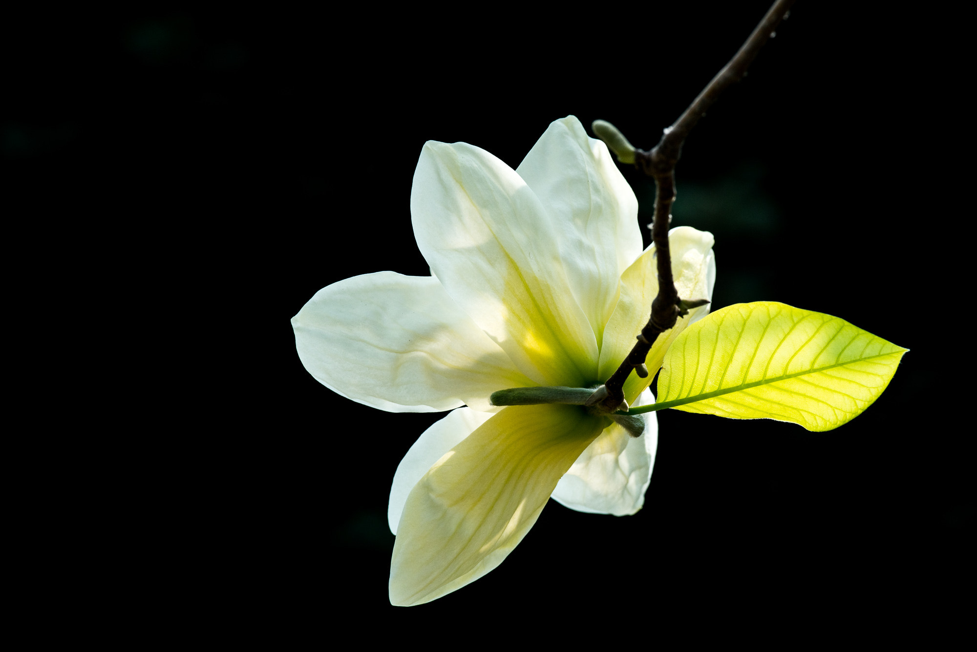 Voigtlander Macro APO-Lanthar 125mm F2.5 SL sample photo. Yulan photography