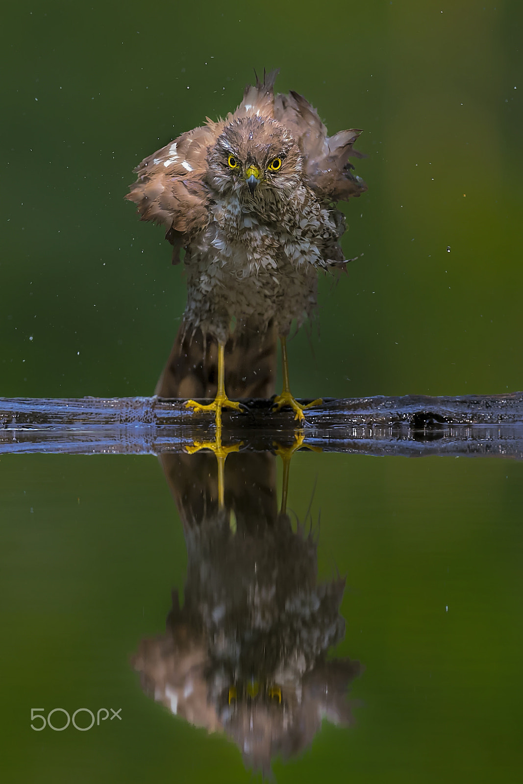 Canon EF 300mm F2.8L IS II USM sample photo. Angry bird photography