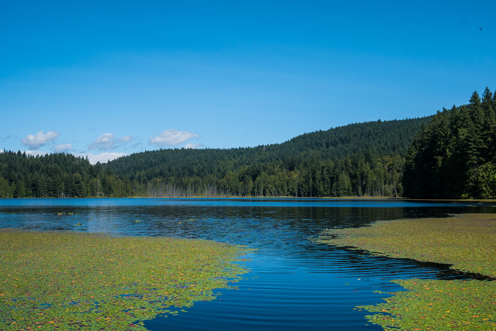 Panasonic Lumix DMC-GX7 + Olympus M.Zuiko Digital 17mm F1.8 sample photo. Killarney lake - bowen island photography