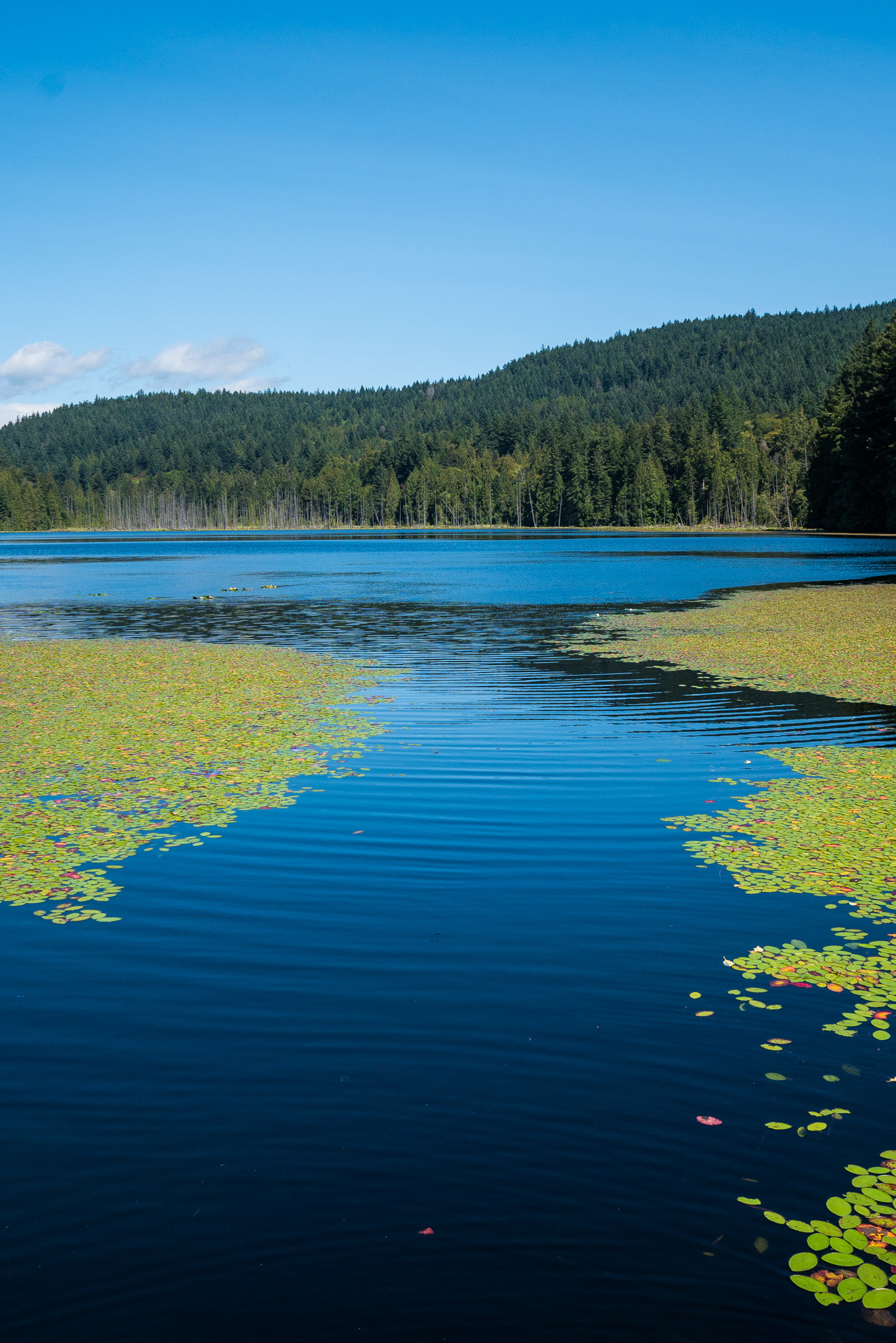 Panasonic Lumix DMC-GX7 sample photo. Killarney lake - bowen island photography