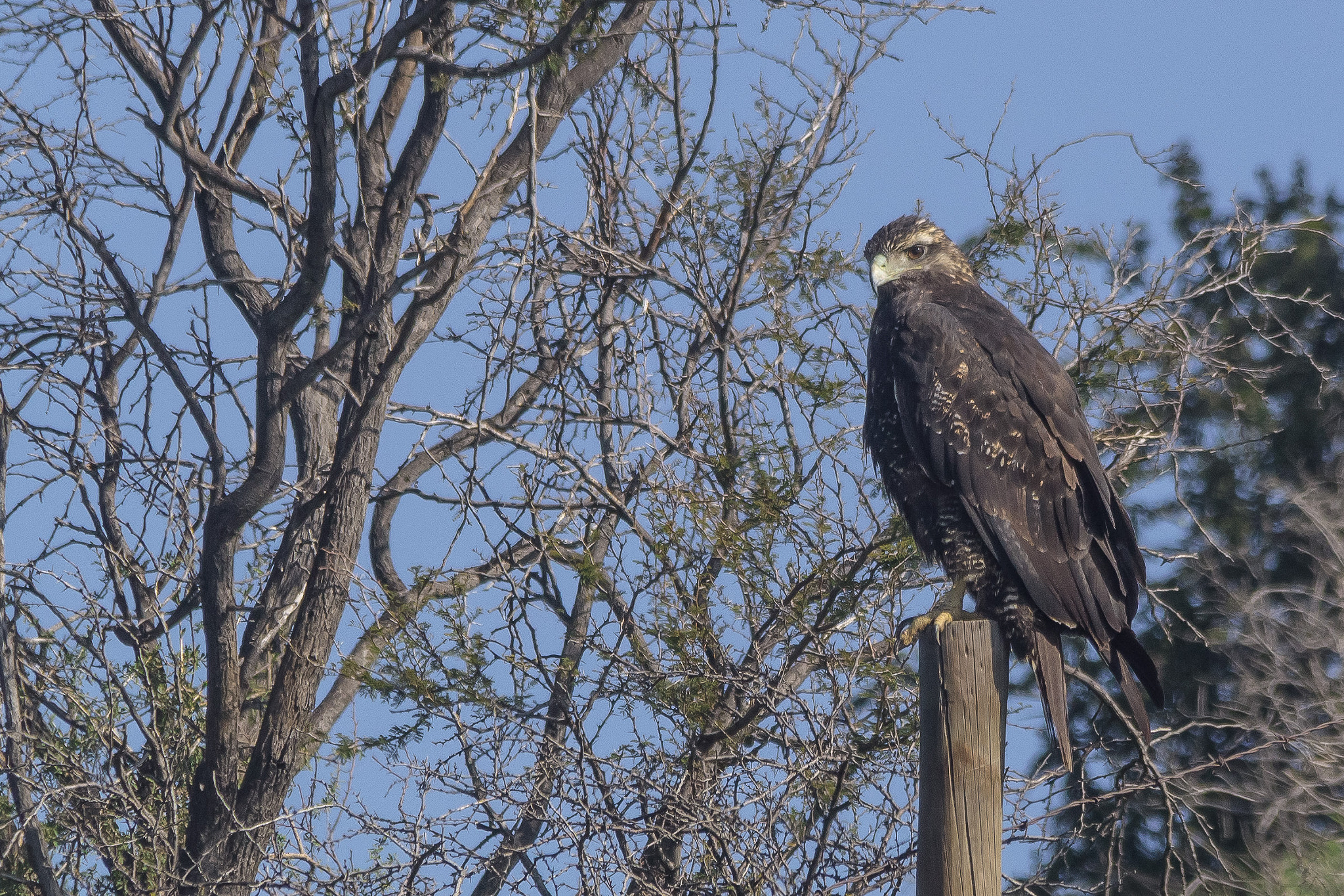 Sigma 150-500mm F5-6.3 DG OS HSM sample photo. Aguila photography