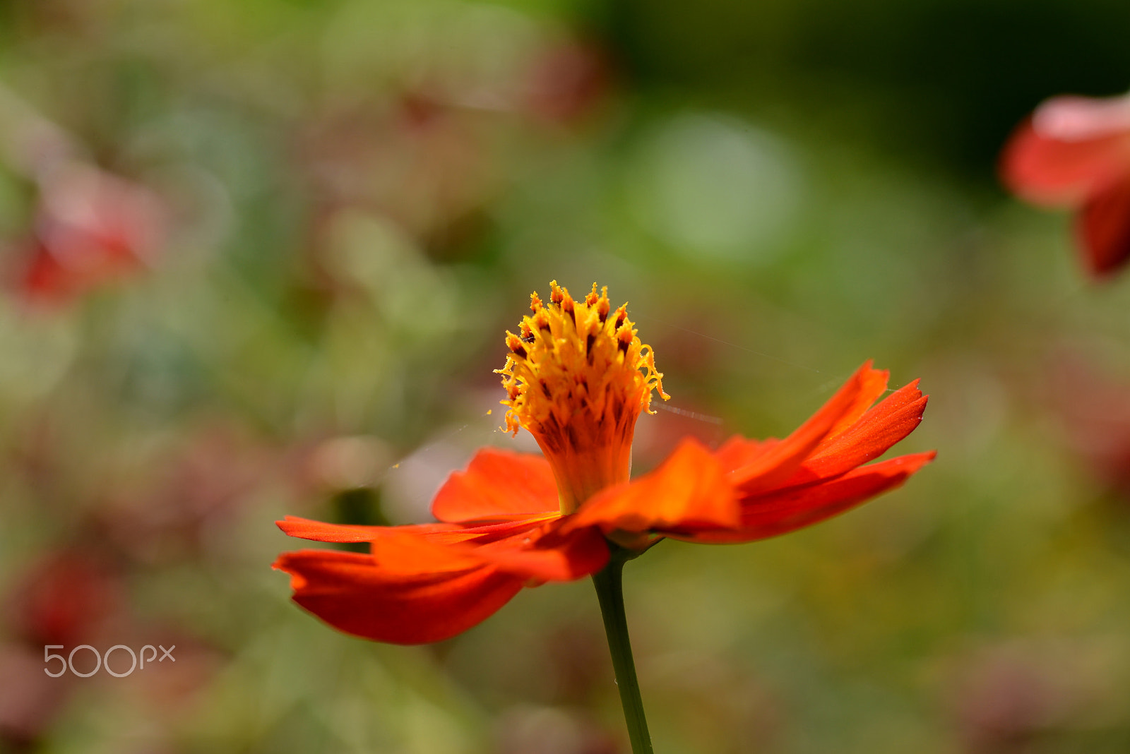Nikon D600 sample photo. Vivid orange cosmos. photography