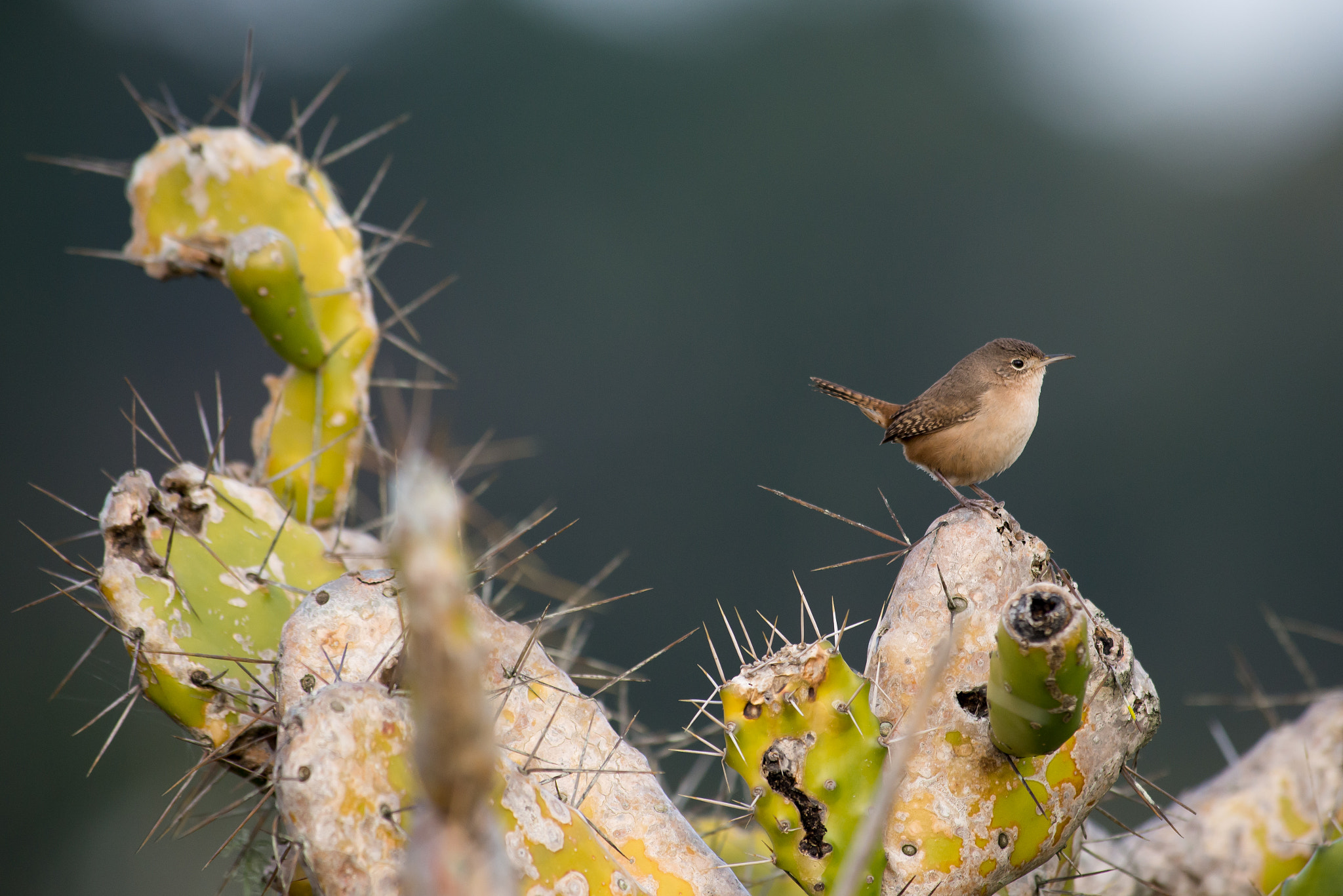 Nikon AF-S Nikkor 300mm F2.8G ED VR II sample photo. King of the cactus photography