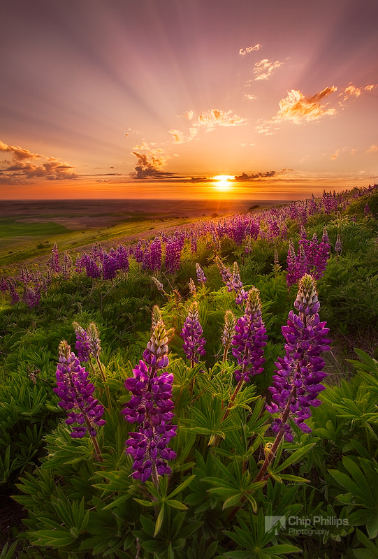 Palouse Lupine Rays by Chip Phillips / 500px