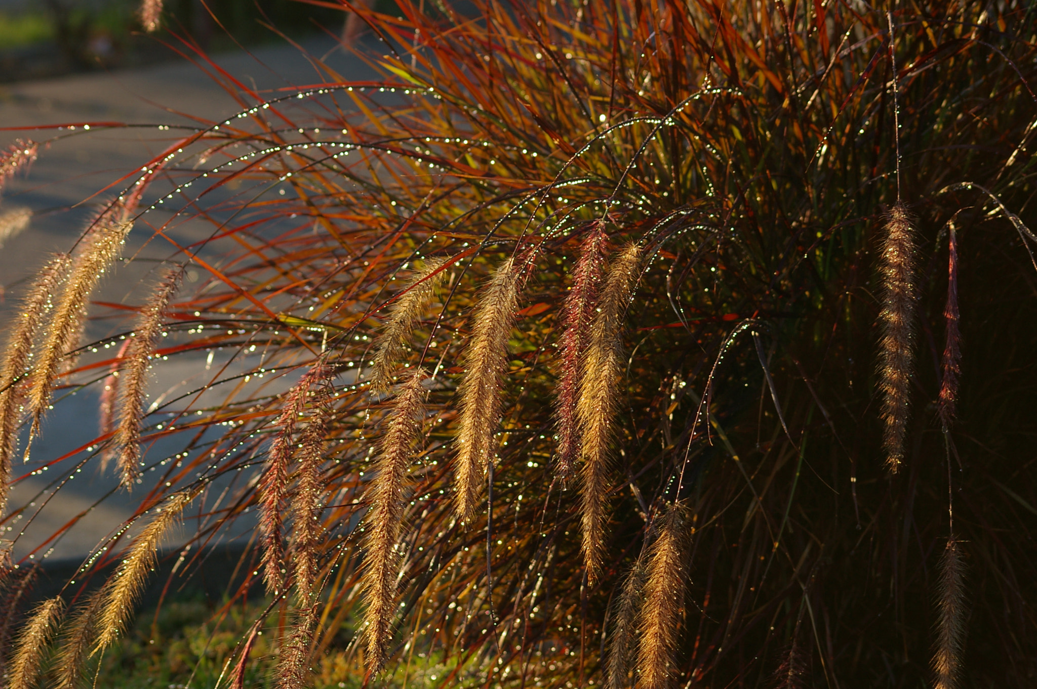 Pentax *ist DS sample photo. Front yard photography