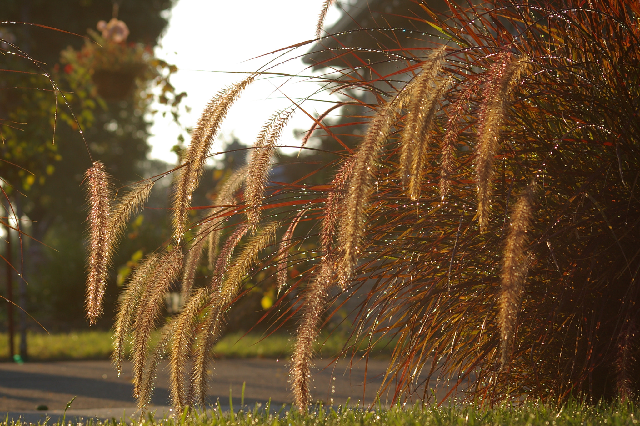 Pentax *ist DS sample photo. Front yard photography