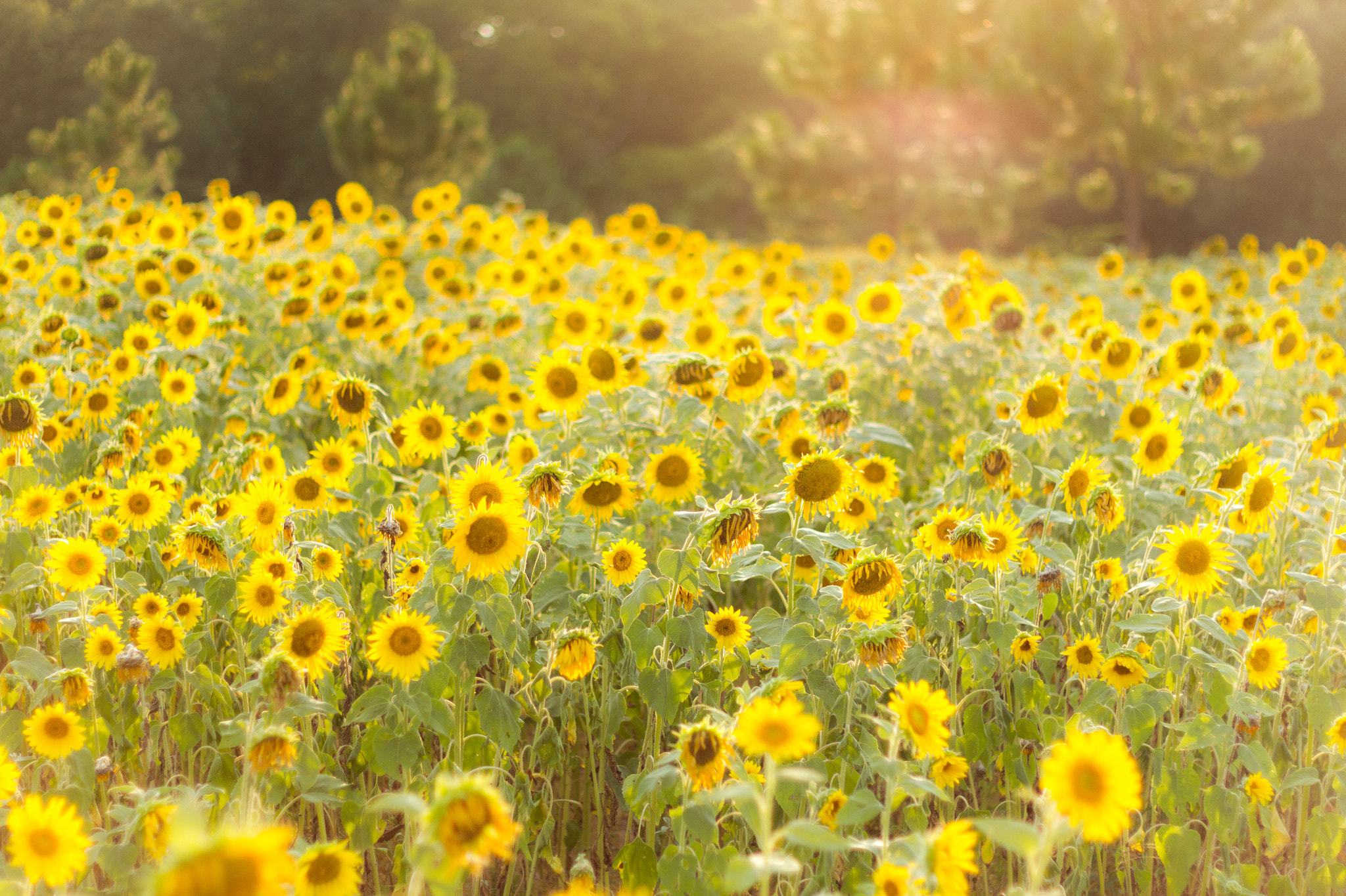 Canon EOS 7D + Canon EF 50mm F1.8 II sample photo. Field of sunflowers photography