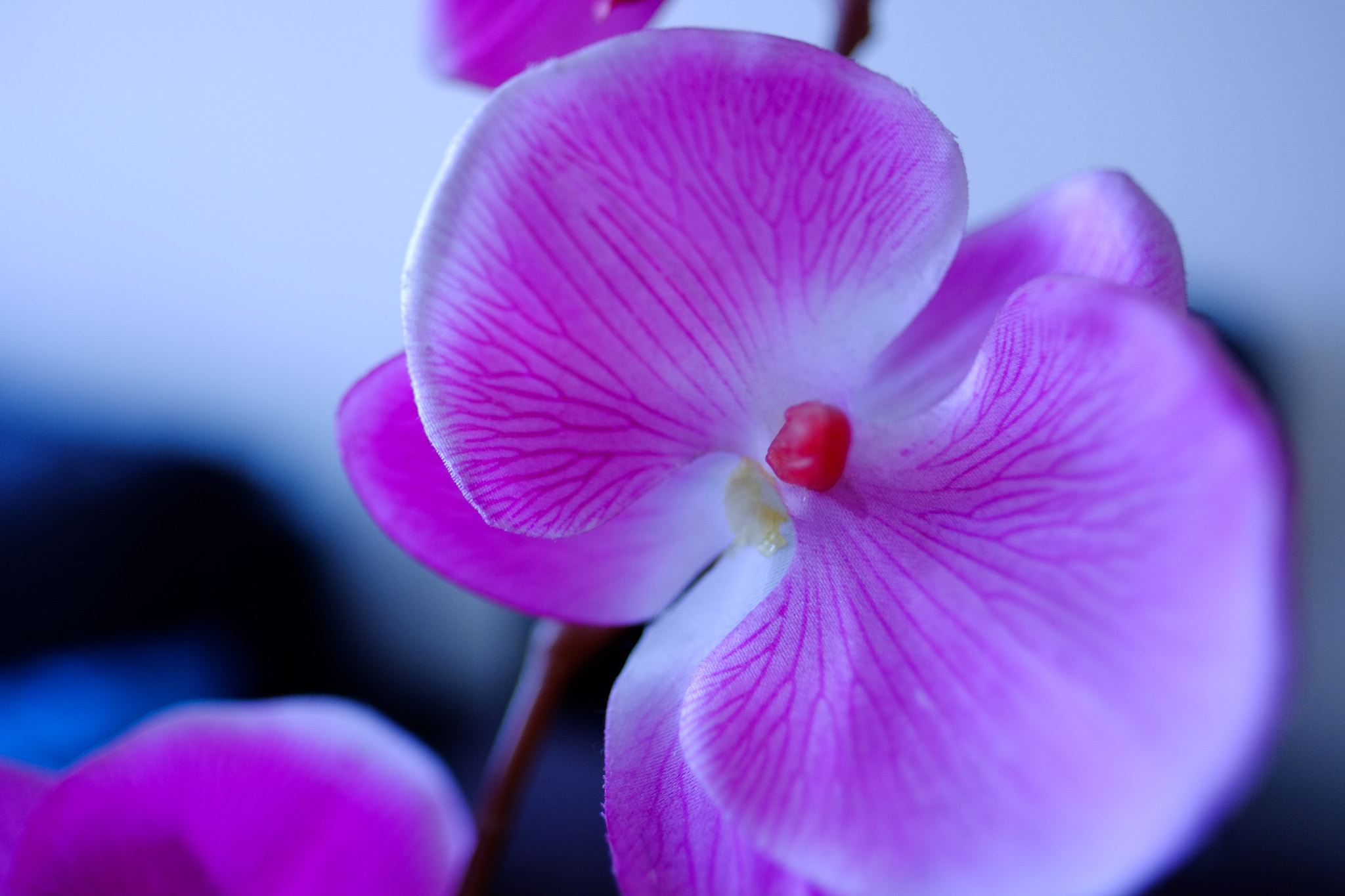 Fujifilm X-Pro1 + Fujifilm XF 16mm F1.4 R WR sample photo. Flower vibrance photography