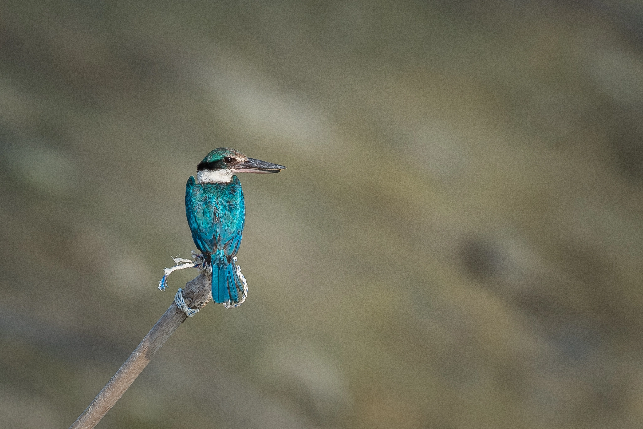 Nikon AF-S Nikkor 600mm F4E FL ED VR sample photo. Collared kingfisher photography
