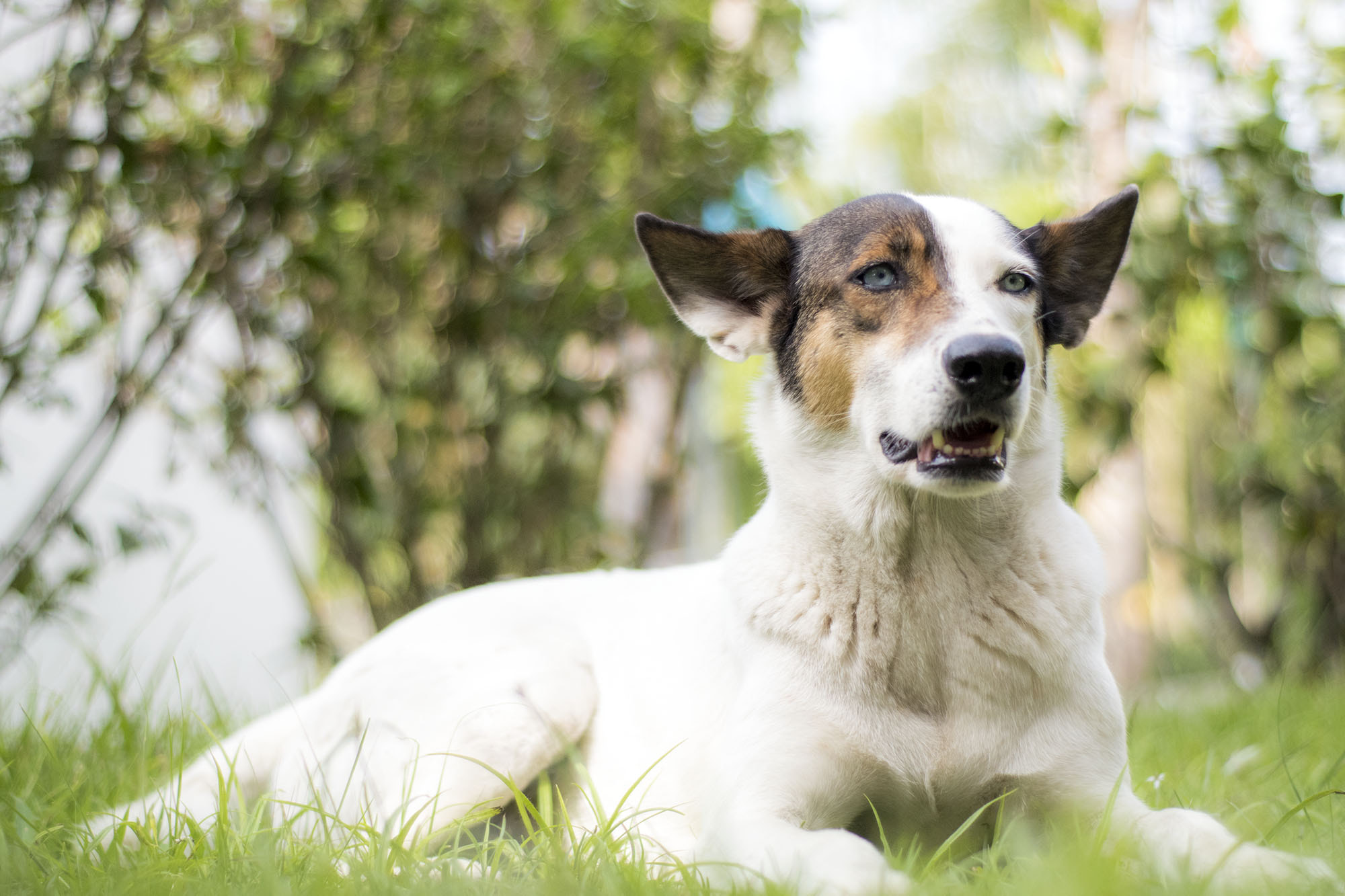 Nikon D5500 + Nikon AF Nikkor 50mm F1.8D sample photo. Dog photography