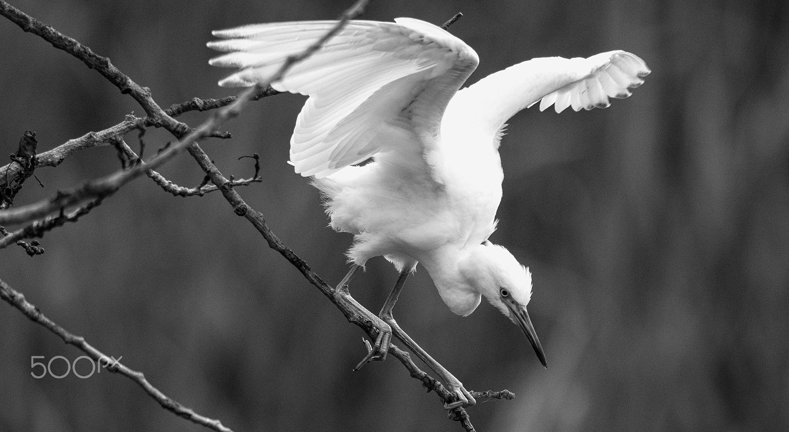Nikon AF-S Nikkor 800mm F5.6E FL ED VR sample photo. White heron photography