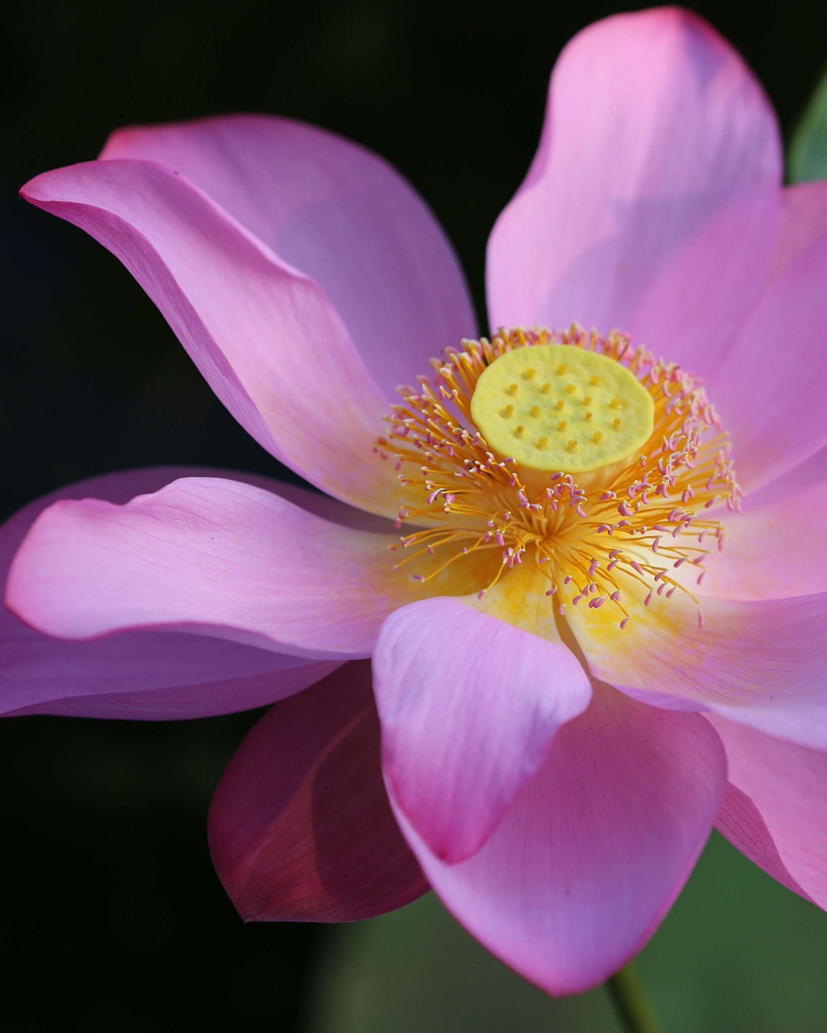 Canon EF 70-200mm F2.8L IS II USM sample photo. 人道西湖一曲屏，只应真色画难成。柳堤竹坞无穷意，更著荷花百媚生。 photography