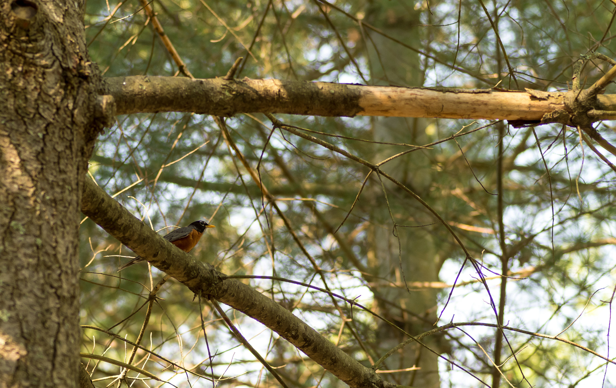 Pentax K-50 sample photo. Bird in the tree photography