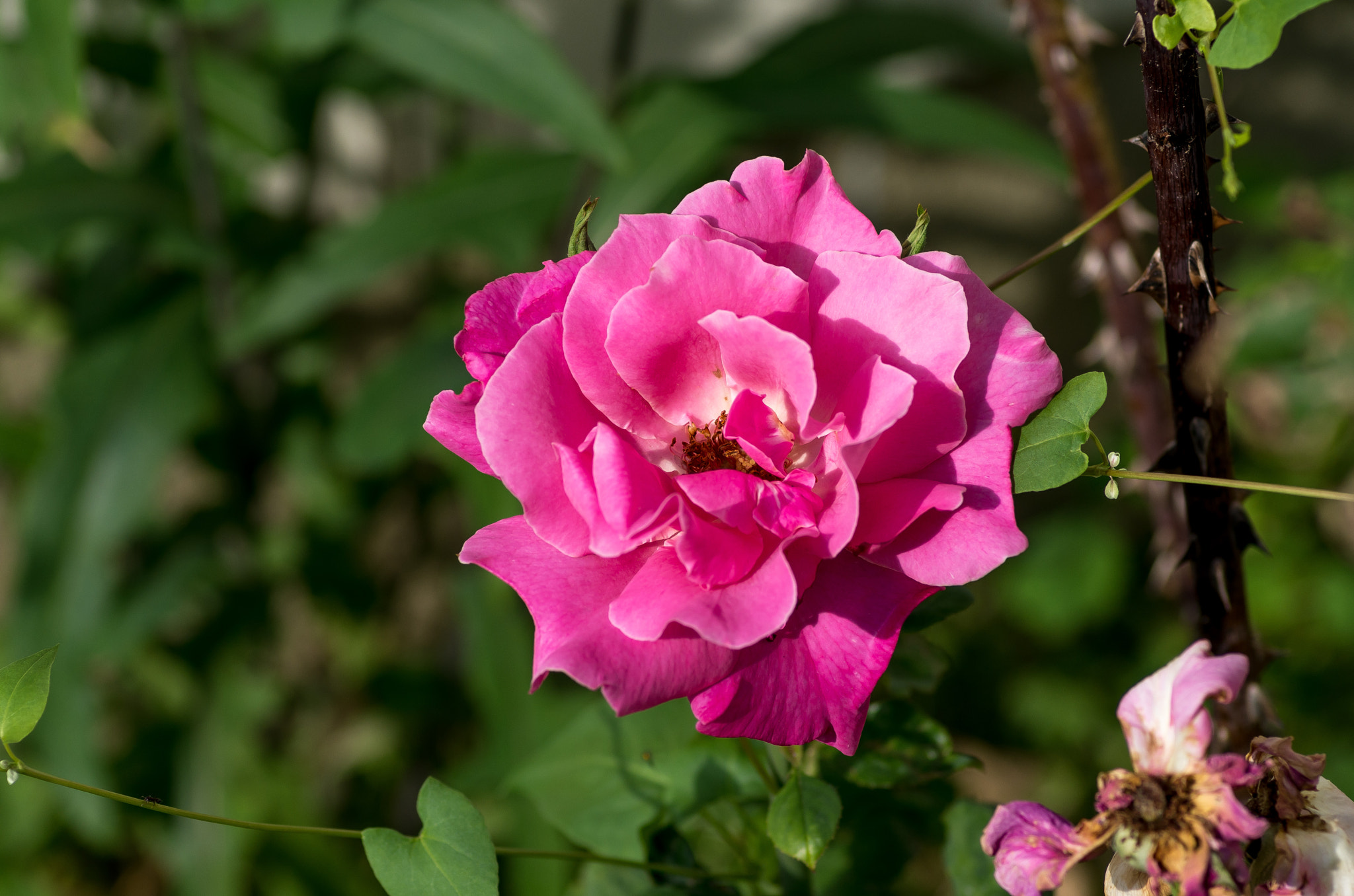 Pentax smc D-FA 100mm F2.8 Macro WR sample photo. Pink flower photography