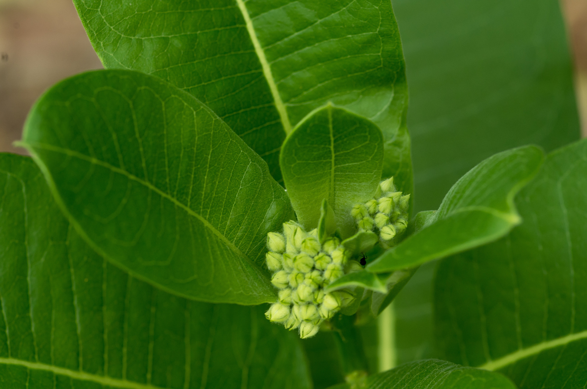 Pentax K-50 + Pentax smc D-FA 100mm F2.8 Macro WR sample photo. Buds photography