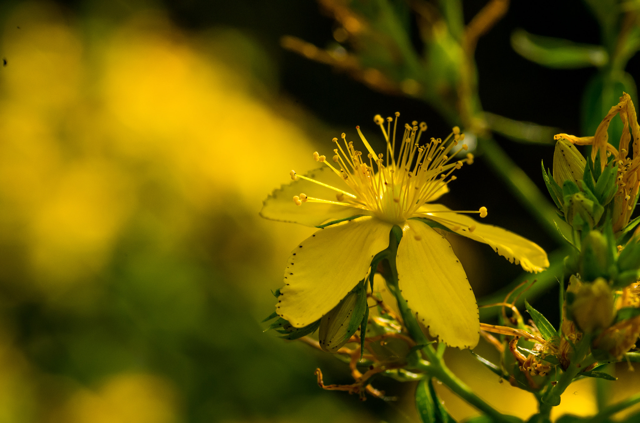 Pentax smc D-FA 100mm F2.8 Macro WR sample photo. Yellow photography
