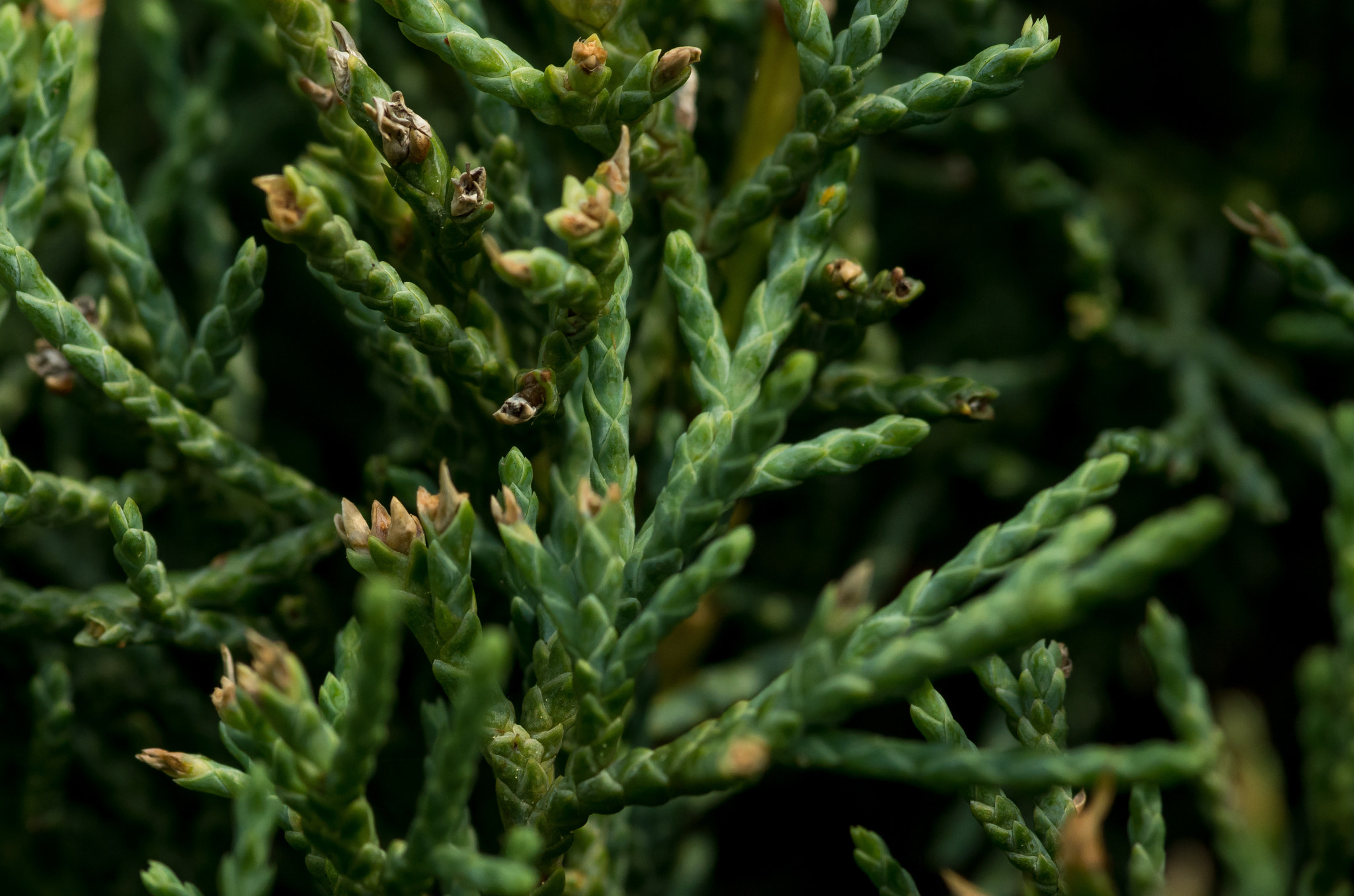 Pentax smc D-FA 100mm F2.8 Macro WR sample photo. Green photography