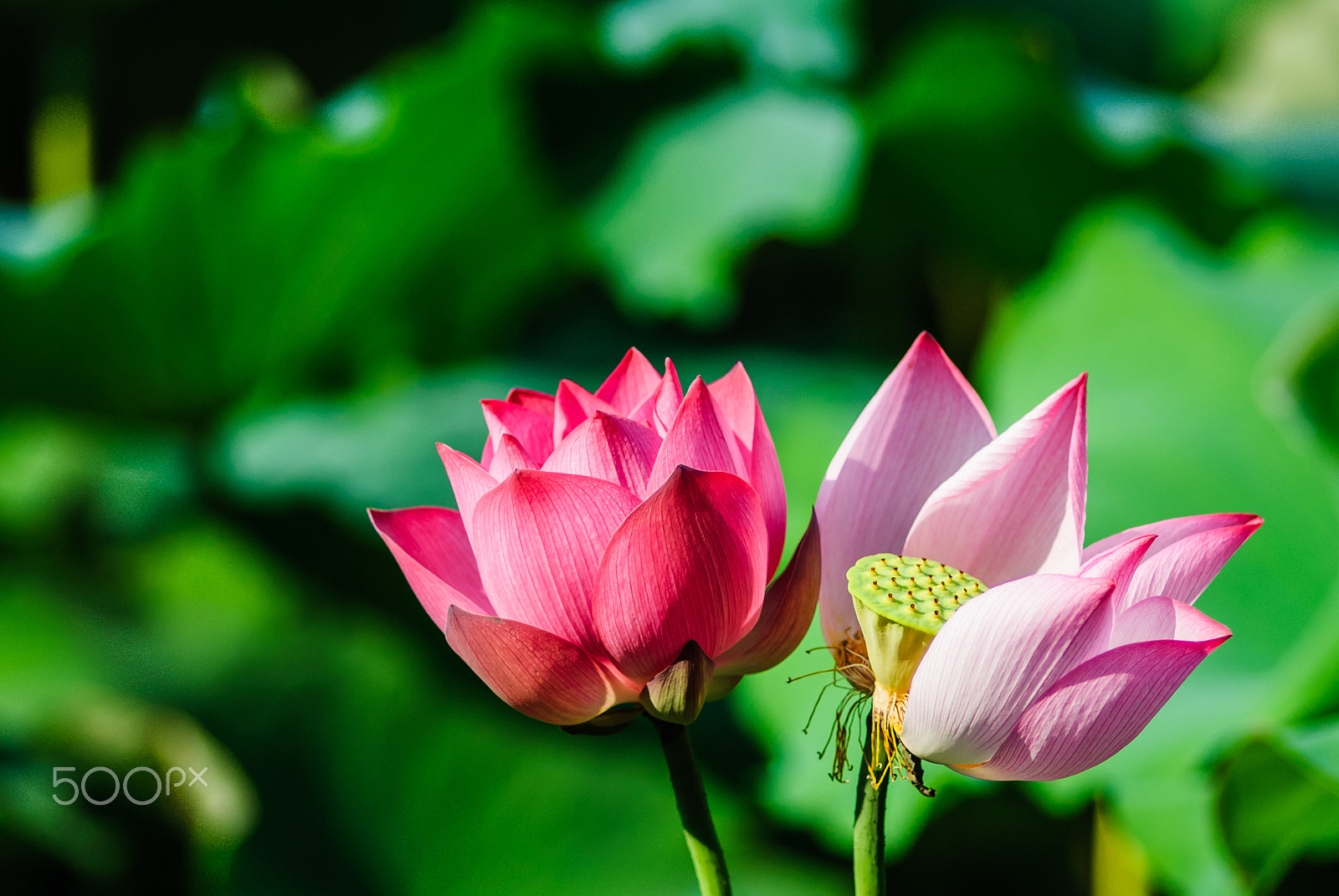 Nikon D200 + Nikon AF Nikkor 180mm F2.8D ED-IF sample photo. Angle in sunshine photography