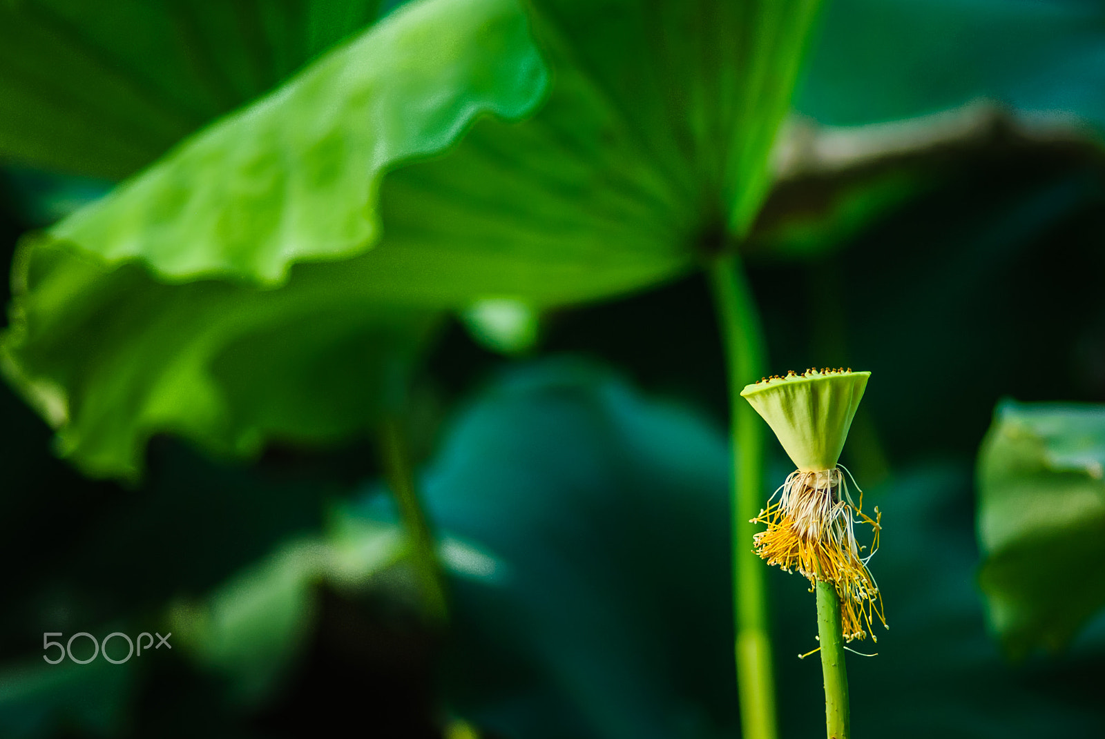 Nikon D200 + Nikon AF Nikkor 180mm F2.8D ED-IF sample photo. Angle in sunshine photography