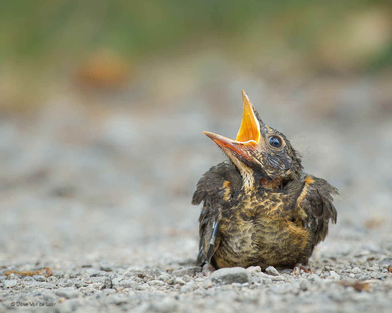 Nikon D3S + Nikon AF-S Nikkor 600mm F4G ED VR sample photo. American robin photography