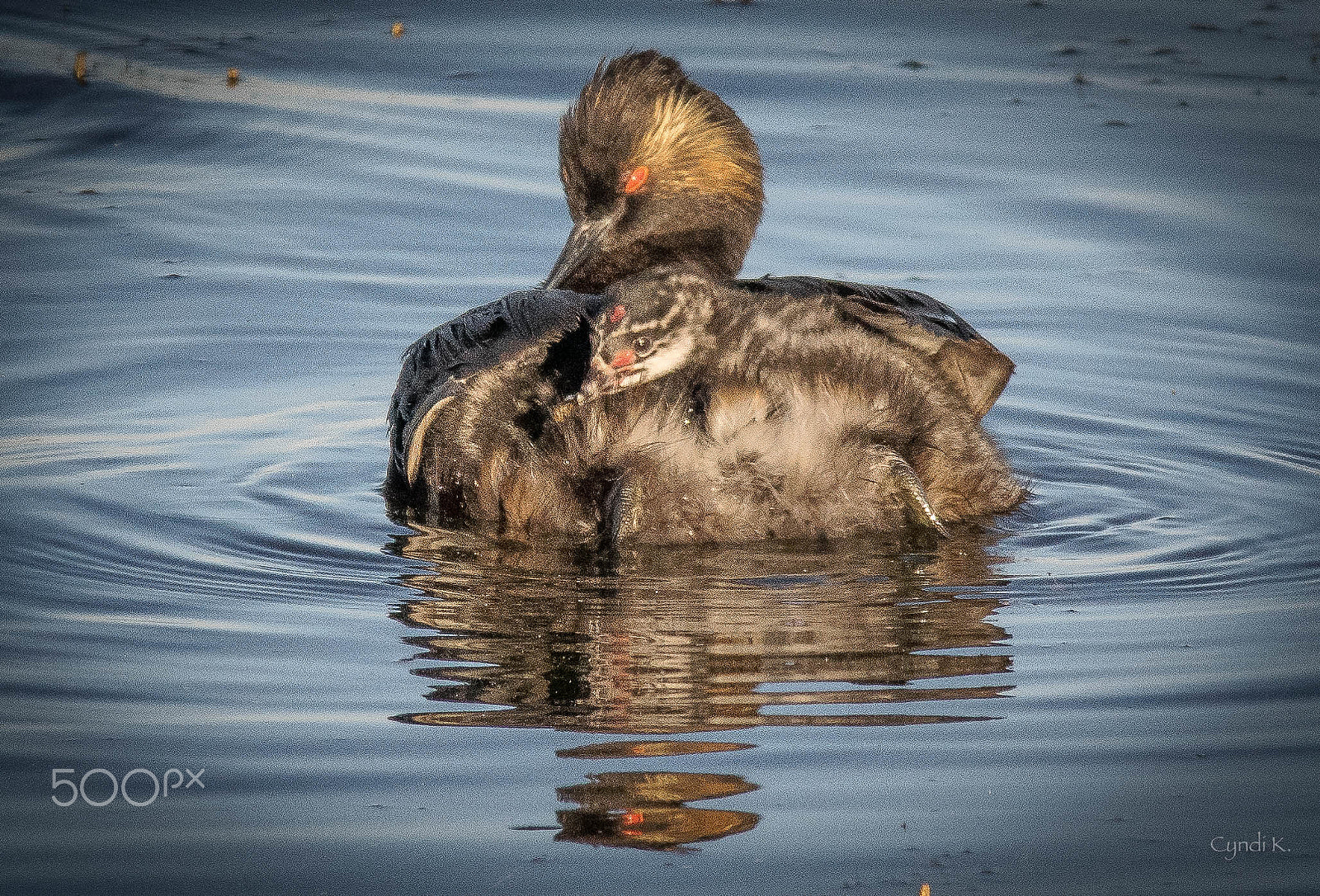 Sigma 150-500mm F5-6.3 DG OS HSM sample photo. Grebe babes photography