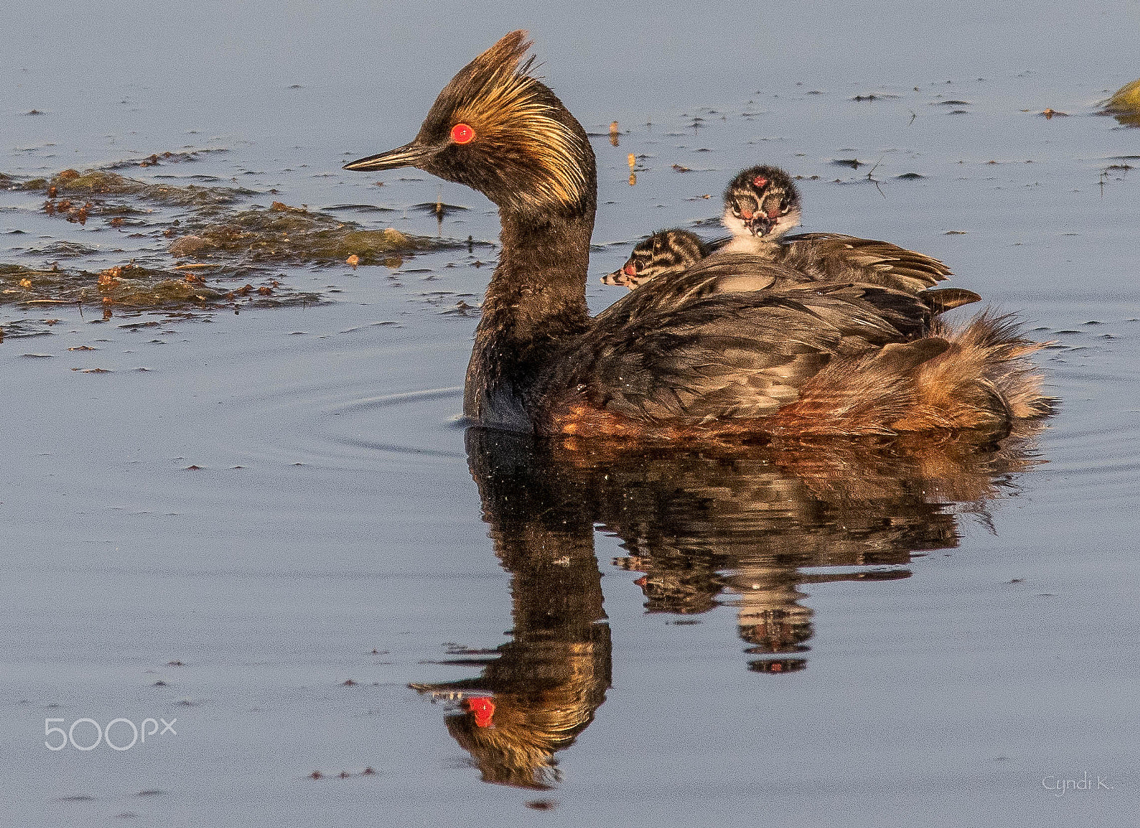 Sigma 150-500mm F5-6.3 DG OS HSM sample photo. Grebe babes 2 photography