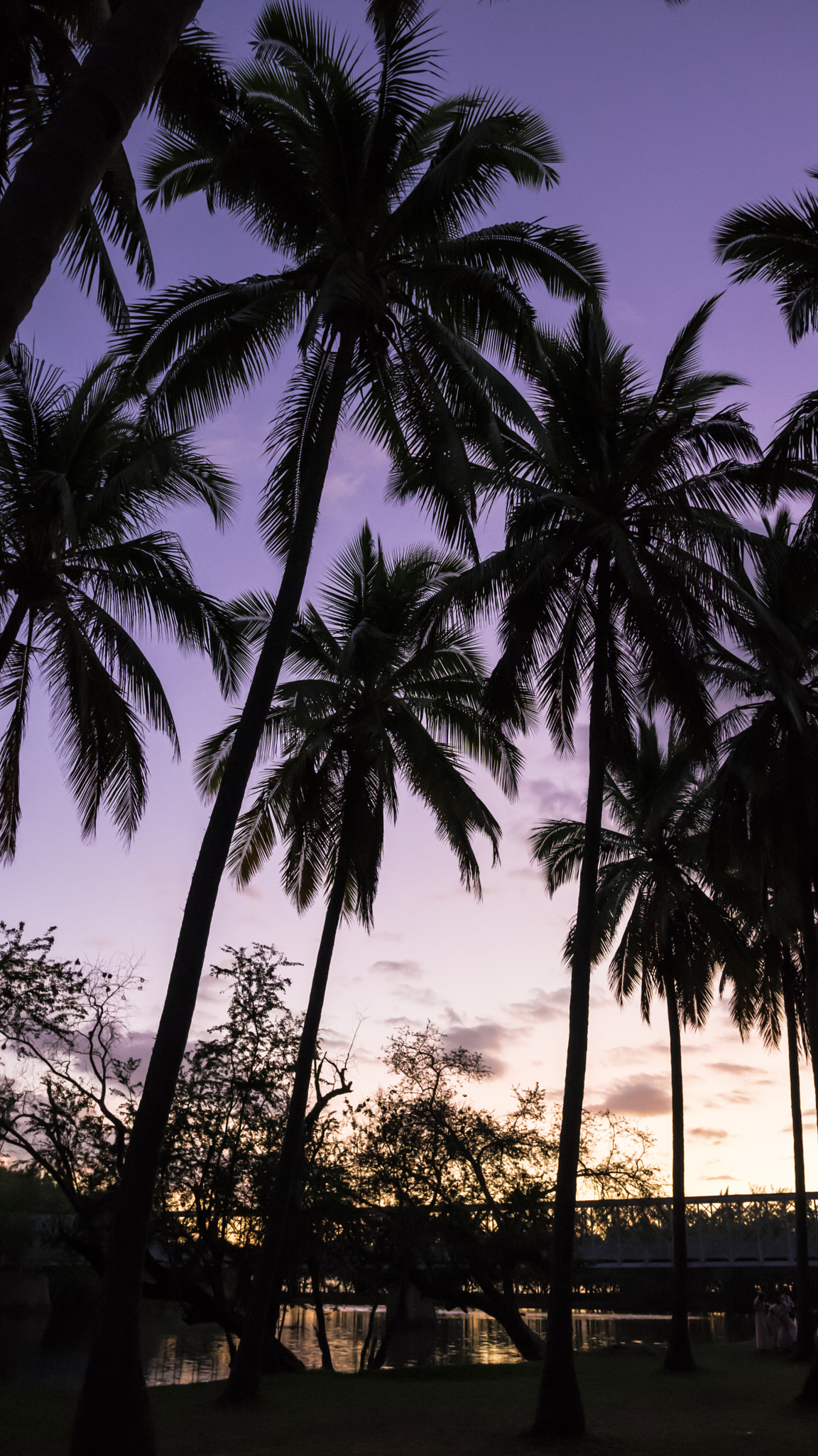 Sony a6300 + 18-35mm F1.8 DC HSM | Art 013 sample photo. Sunset on etang saint paul's palm grove photography
