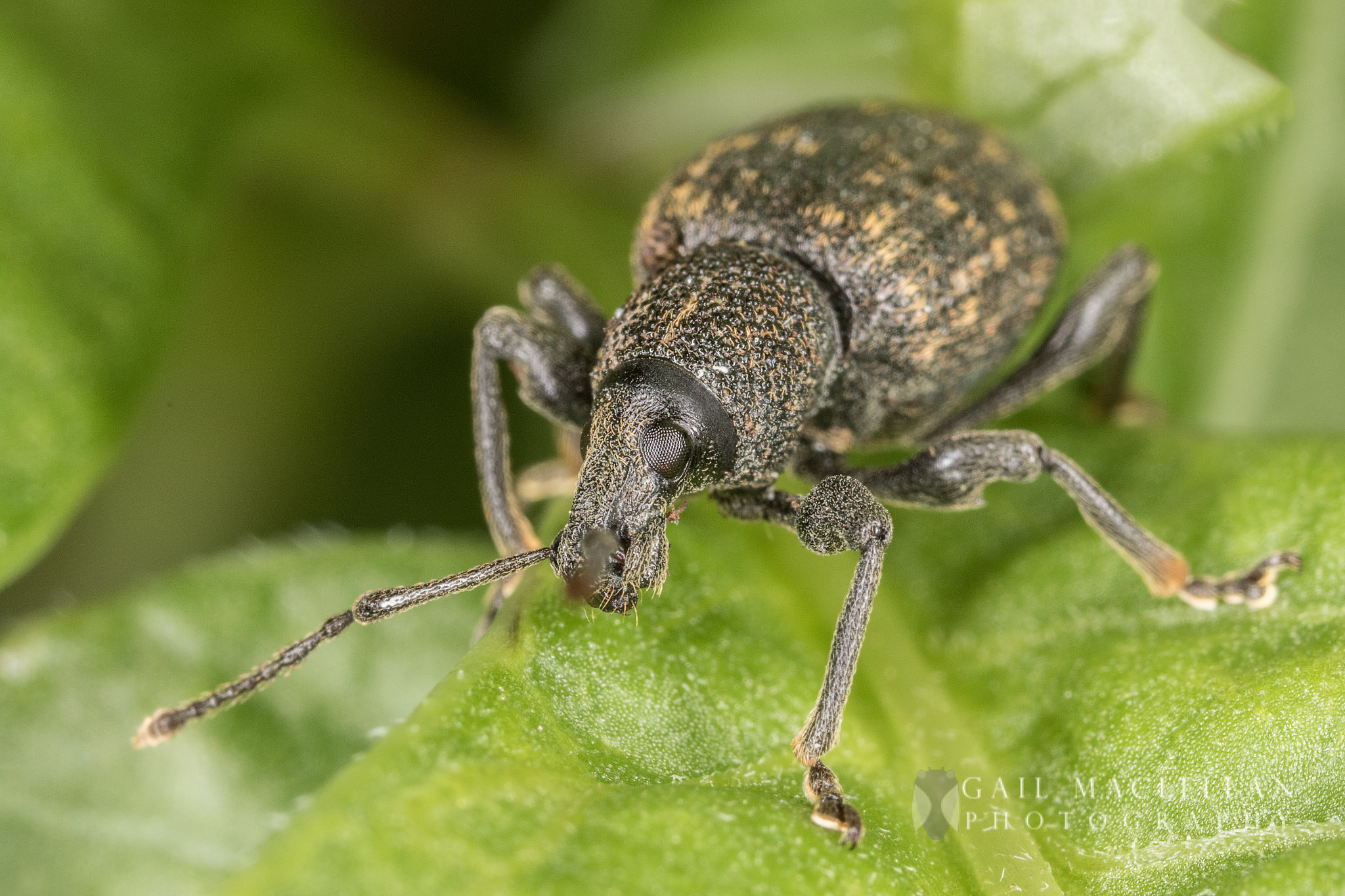 Canon MP-E 65mm F2.5 1-5x Macro Photo sample photo. Black vine weevil (otiorhynchus sulcatus) photography