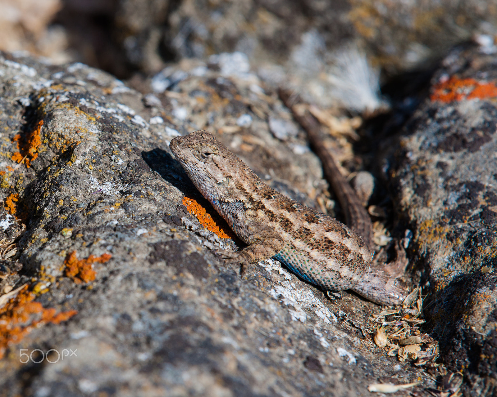 Canon EOS-1Ds Mark II sample photo. Western fence lizard photography