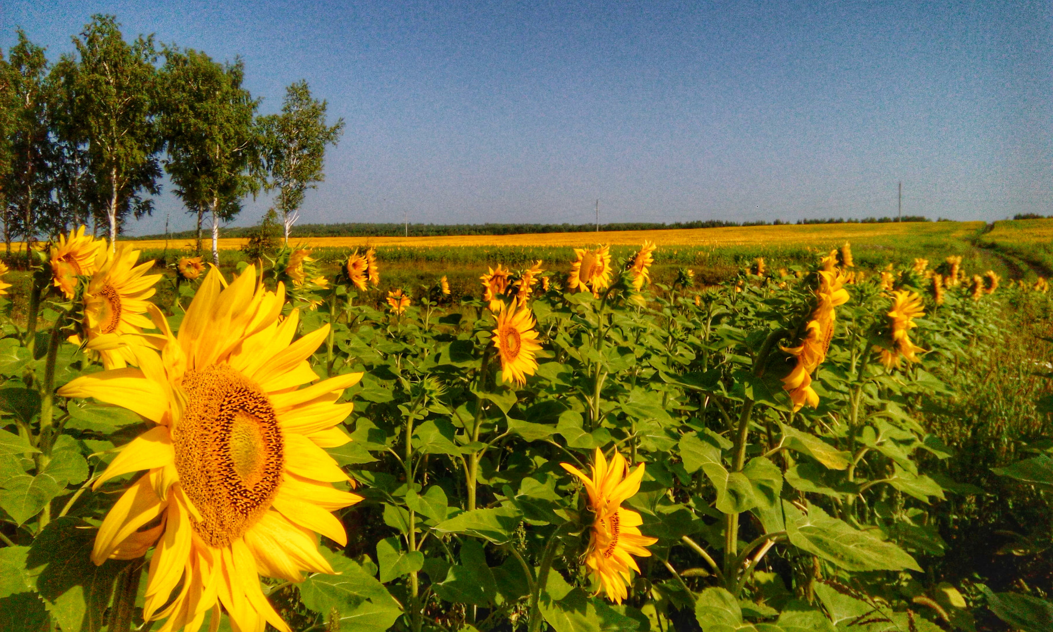 HTC DESIRE 620G DUAL SIM sample photo. Sunflowers photography